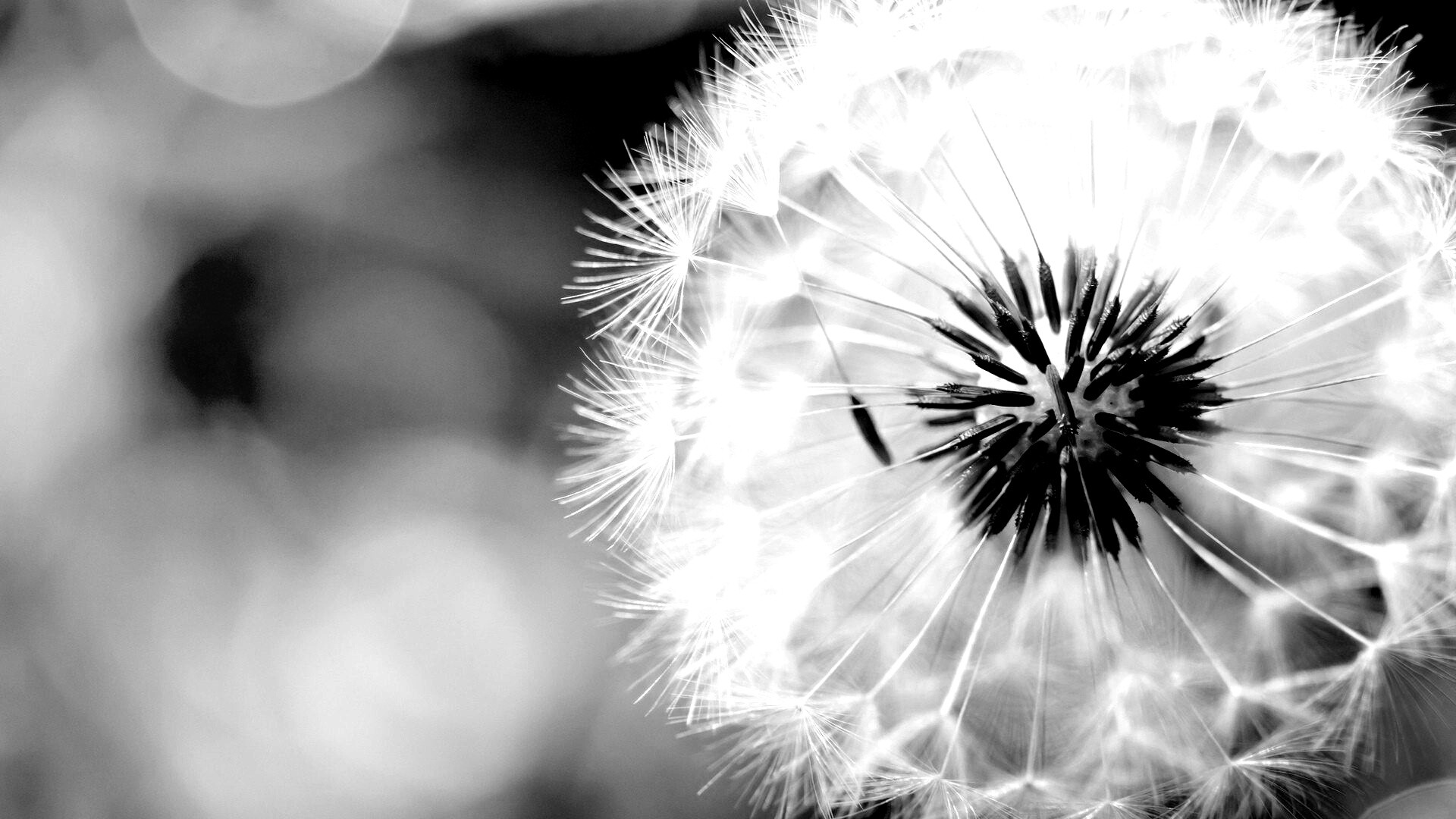 Макро фото одуванчика обои
