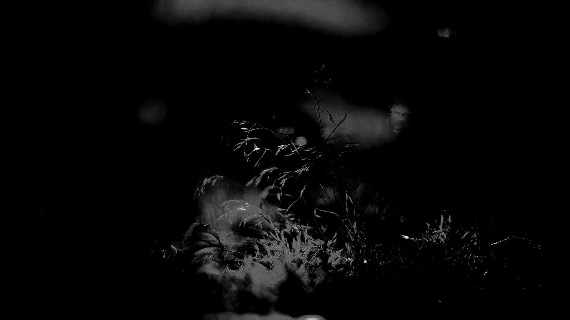 Осенняя травинка обои