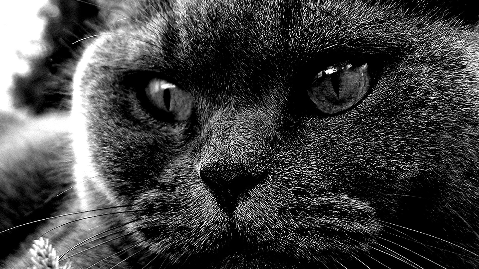 Кот с оранжевыми глазами обои