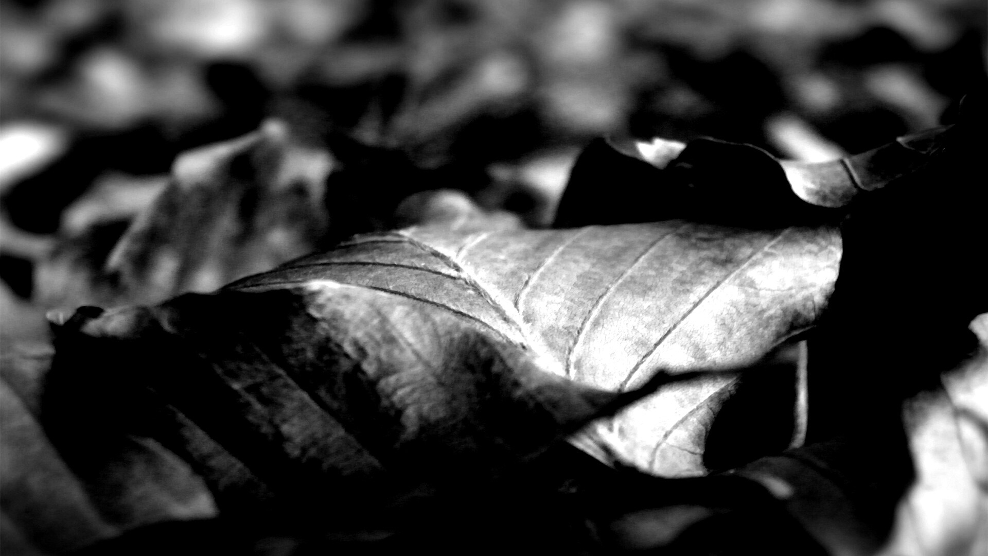 Мертвые листья обои