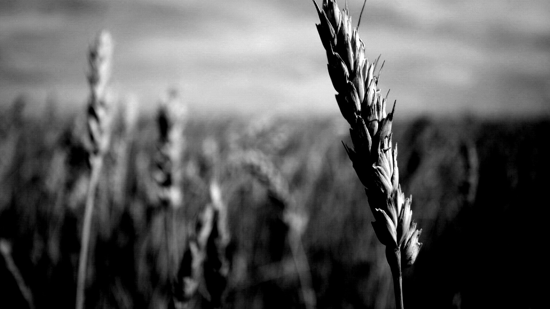 Колосок обои