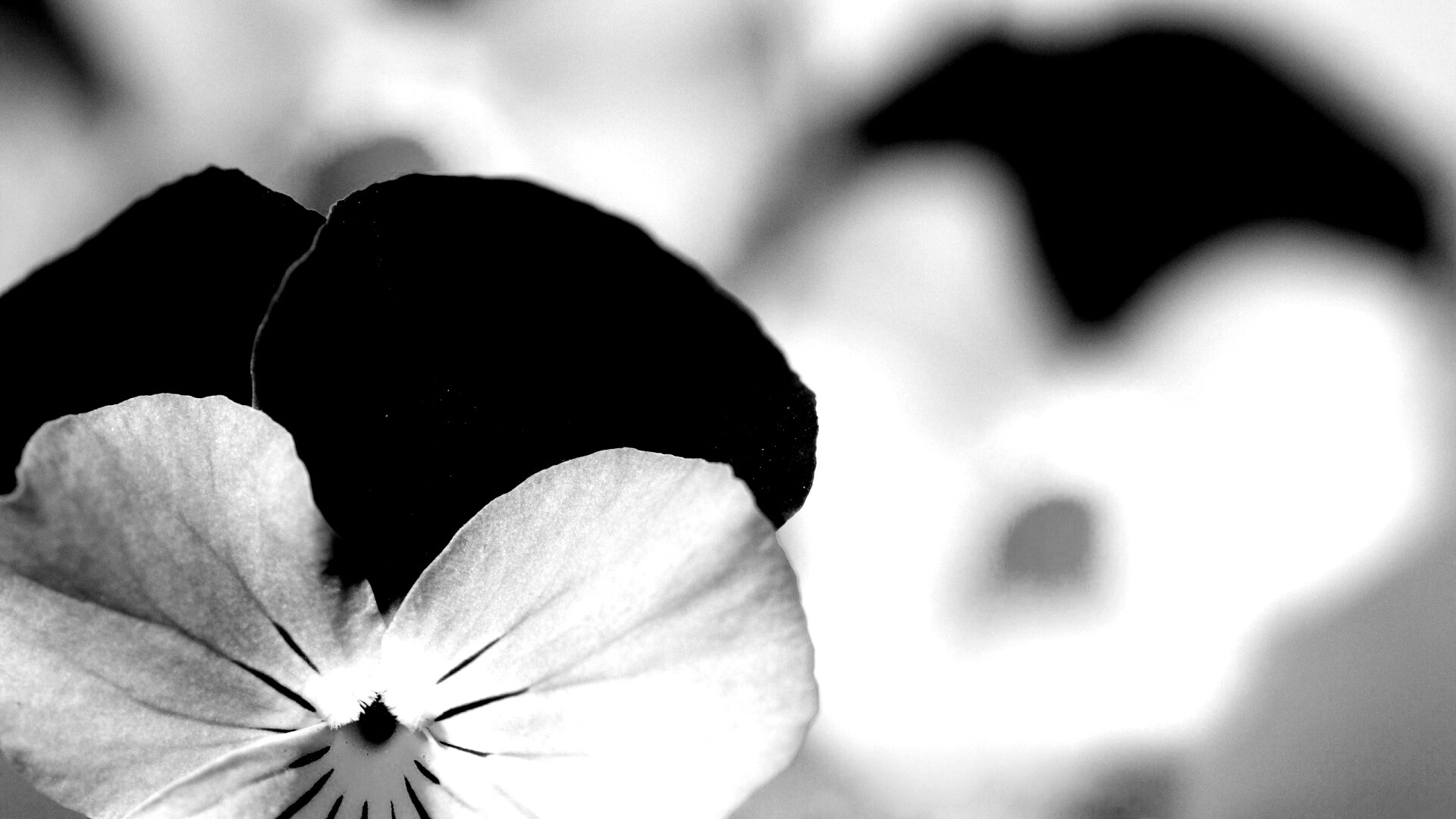 Фиолетовые цветы обои