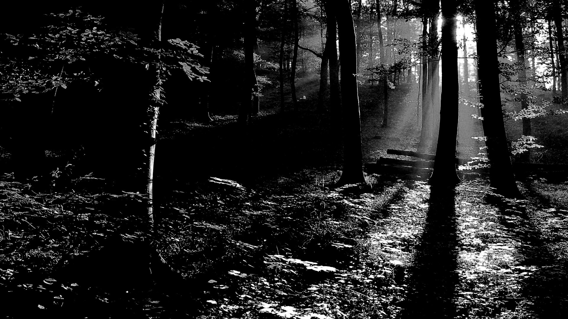 Лес в золотом сиянии обои