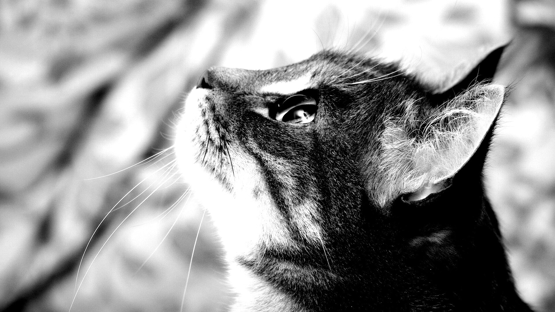 Котик смотрит верх обои