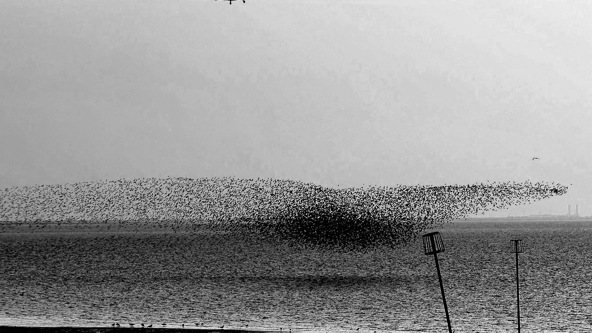 Взлетающая стая птиц обои