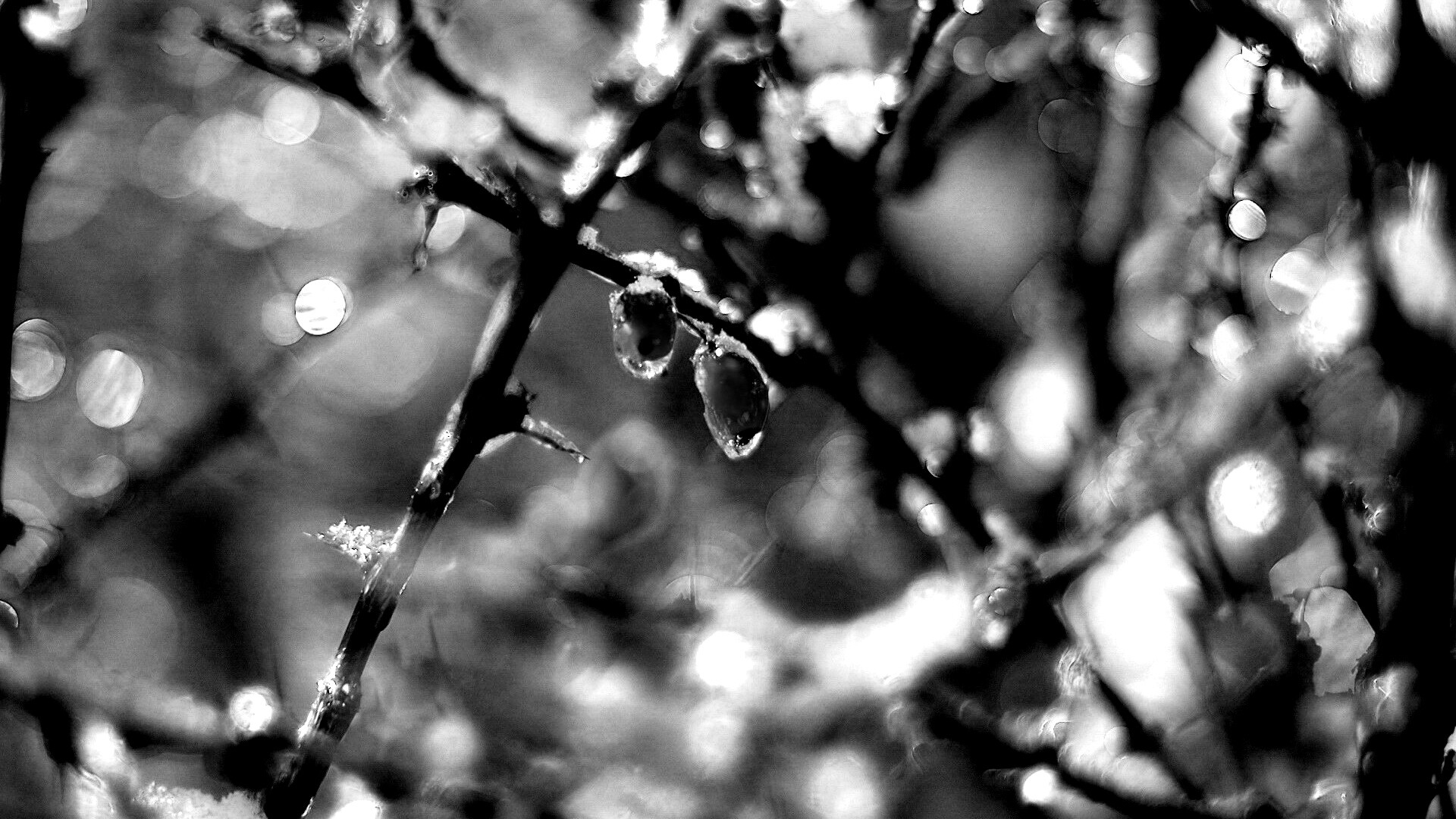 Замерзшие ягоды обои