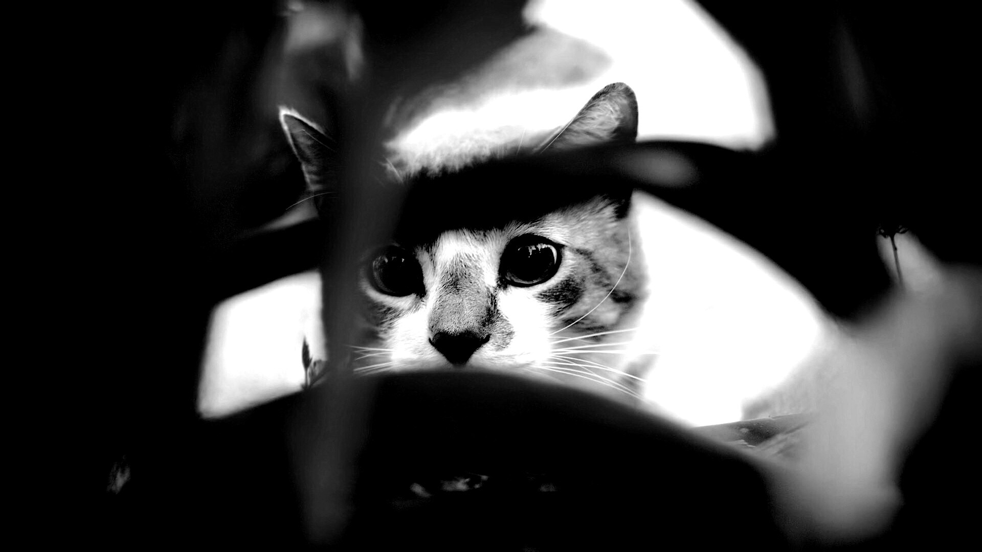 Кот в засаде обои