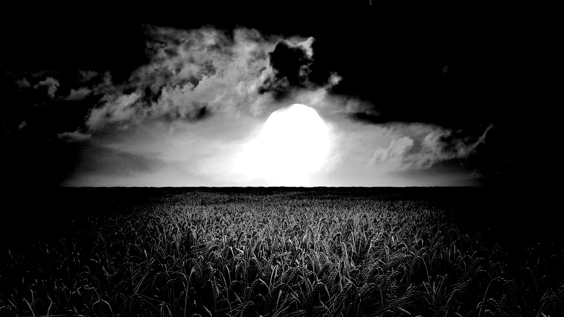 Закат над пшеничным полем обои