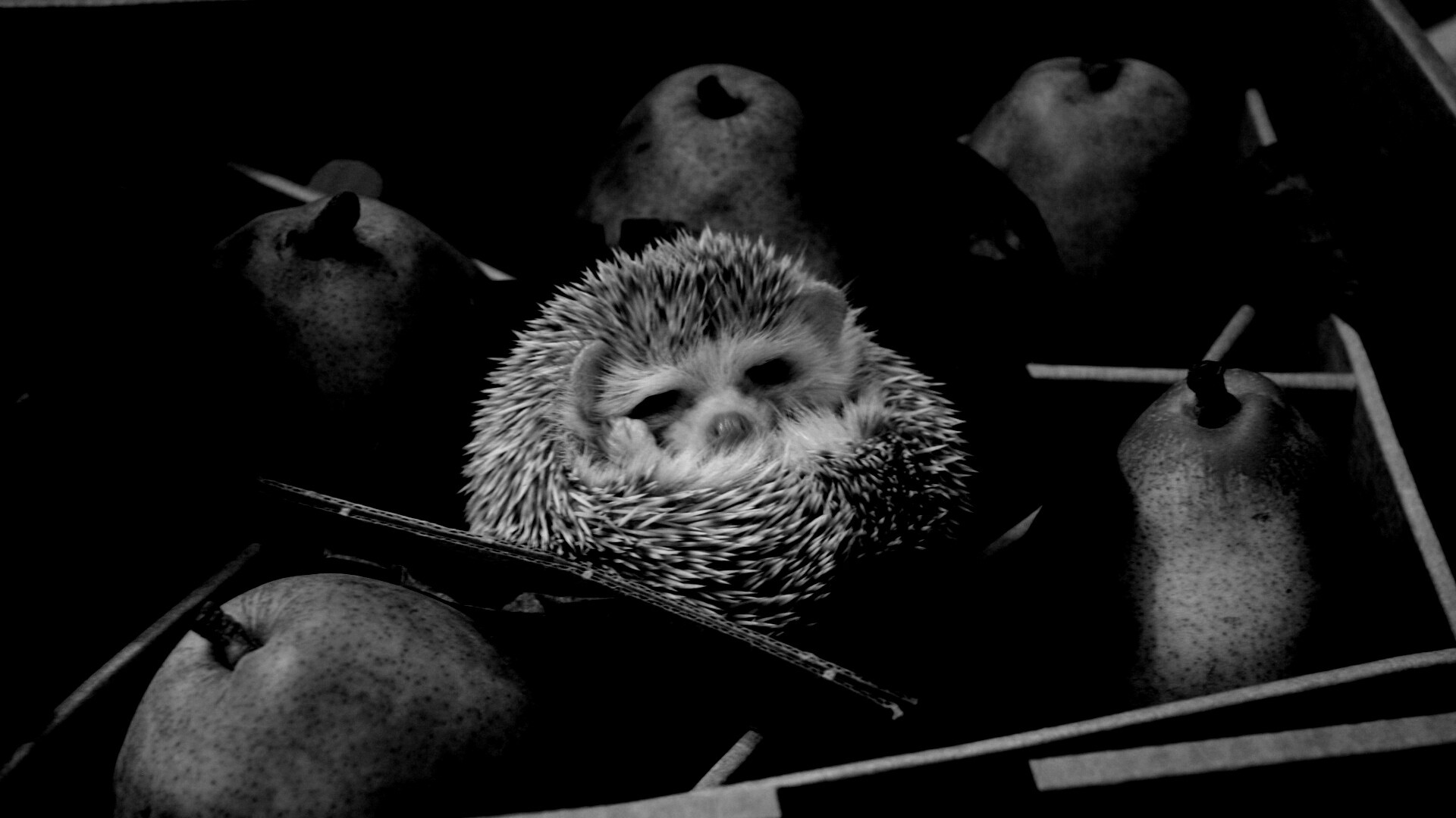 Ёжик в грушах обои