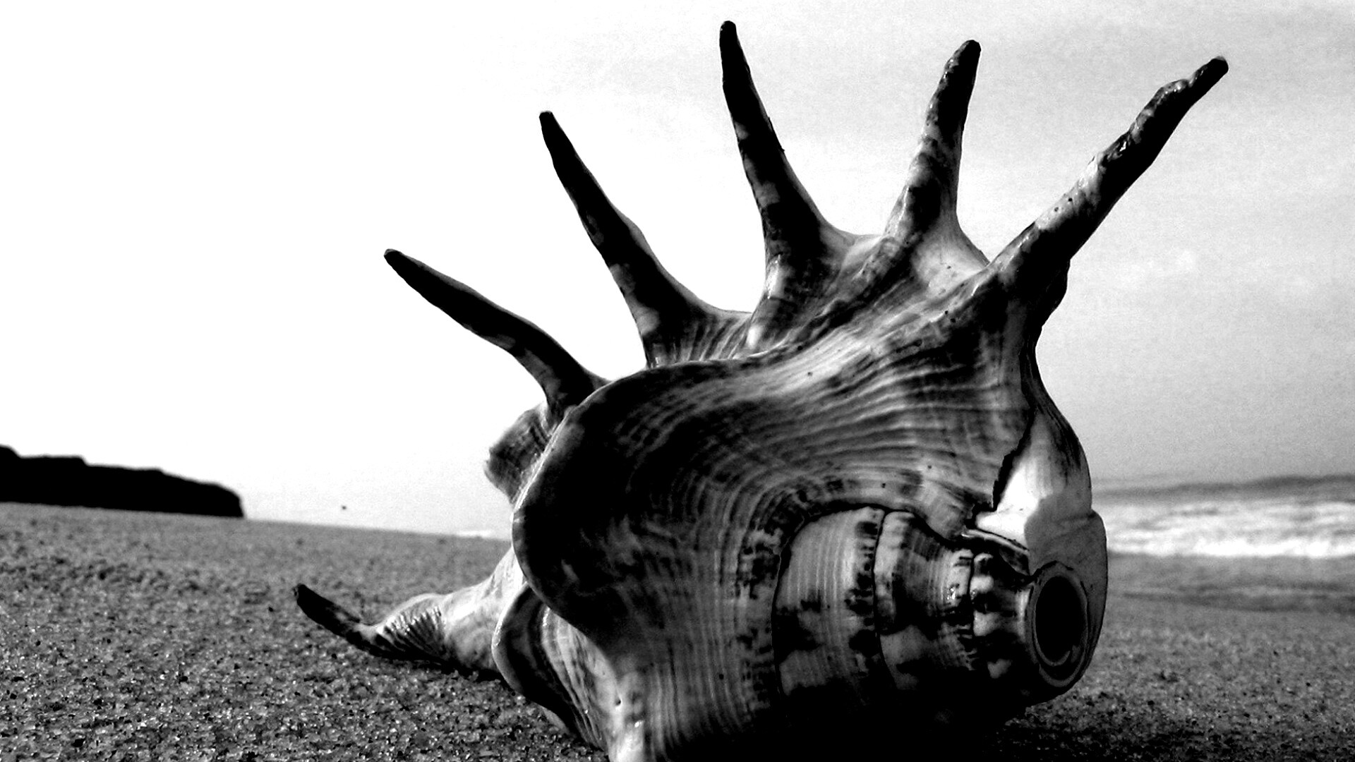 Раковина с гребнем обои