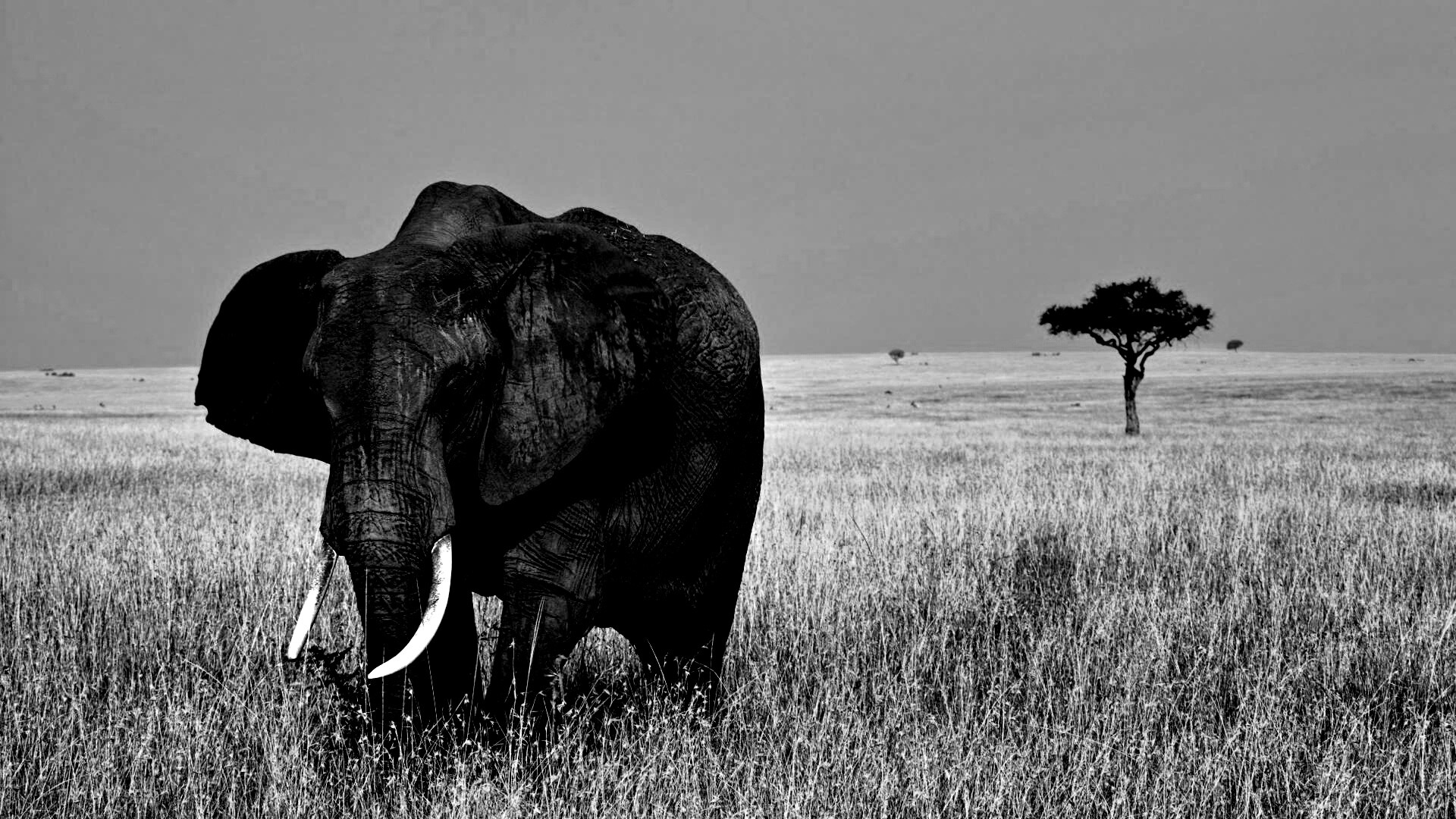 Африканский слон обои