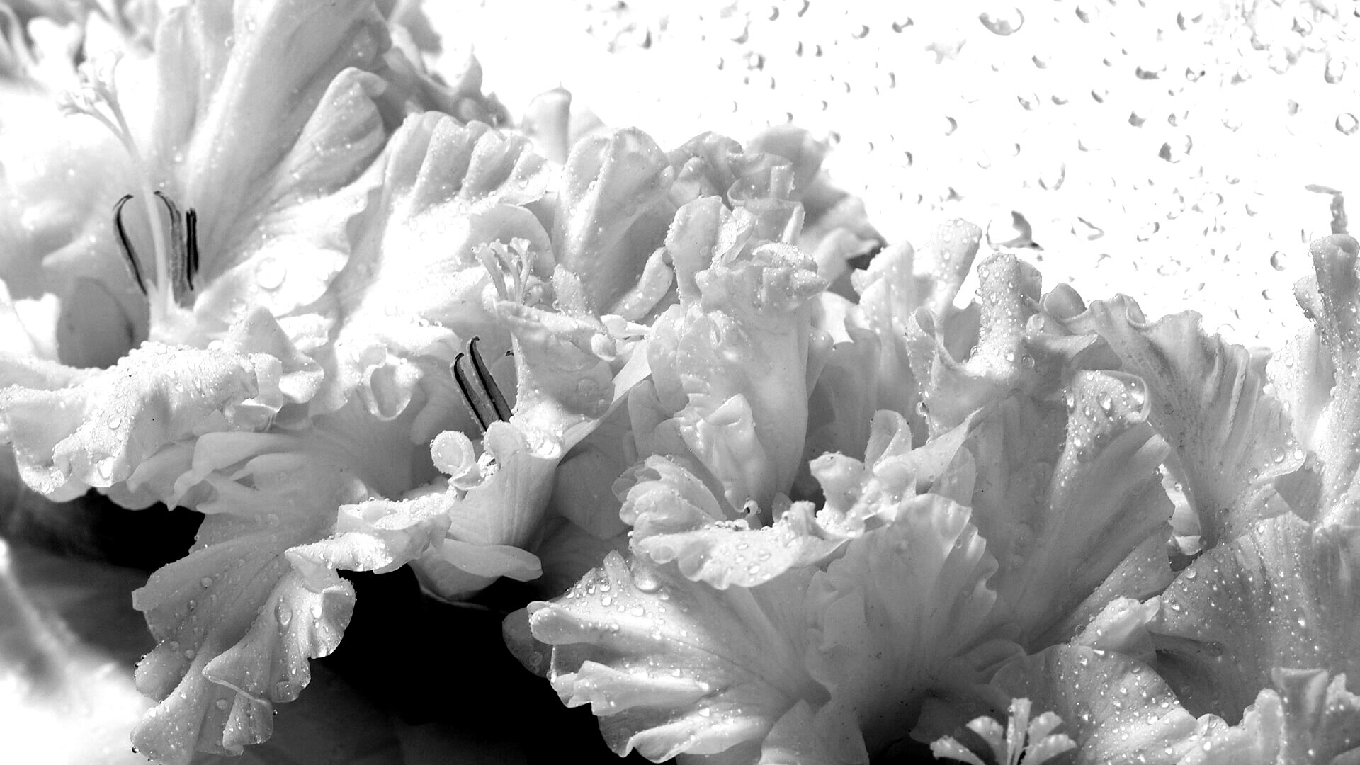 Гладиолус обои