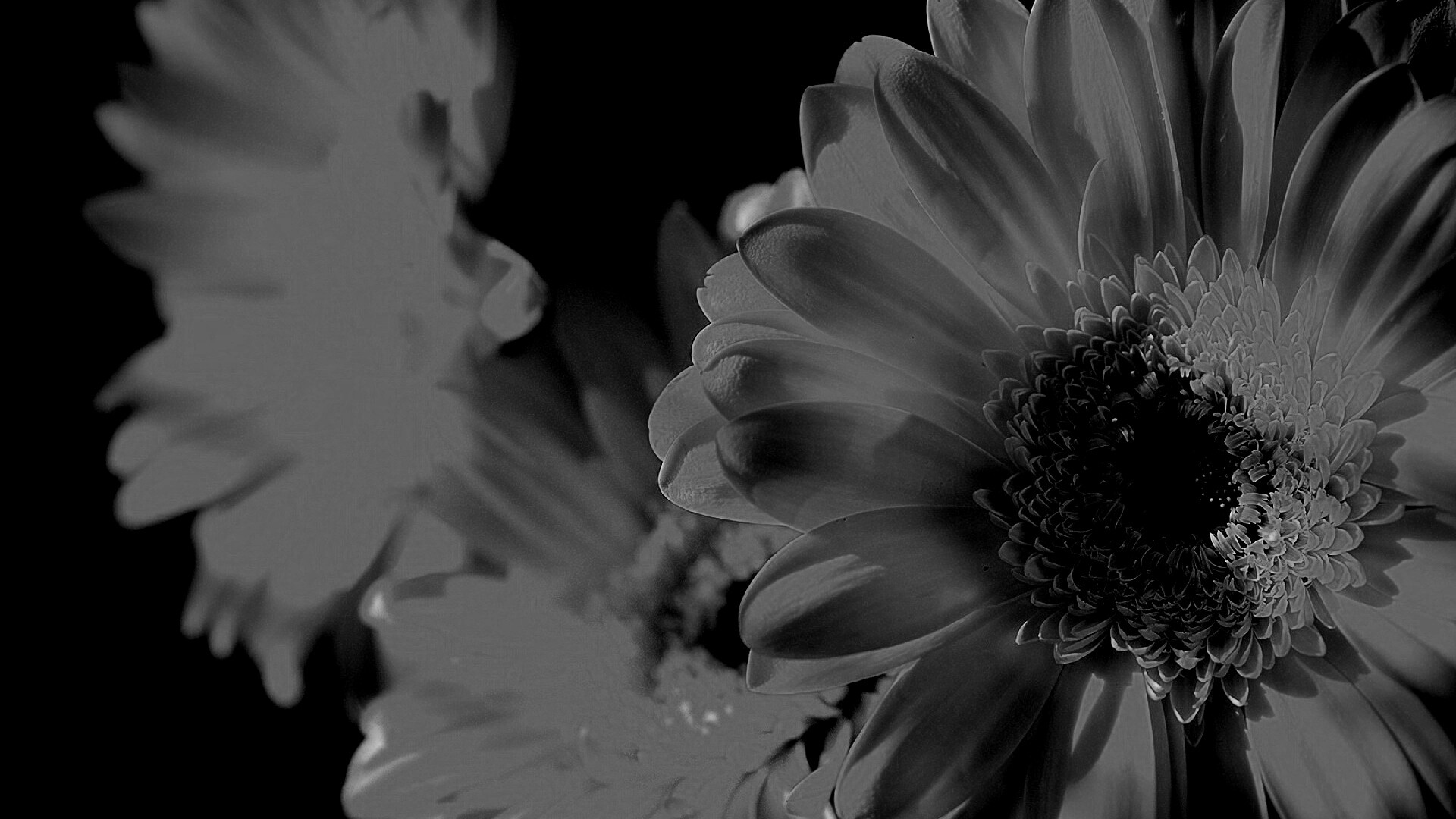 Желтый гербер обои