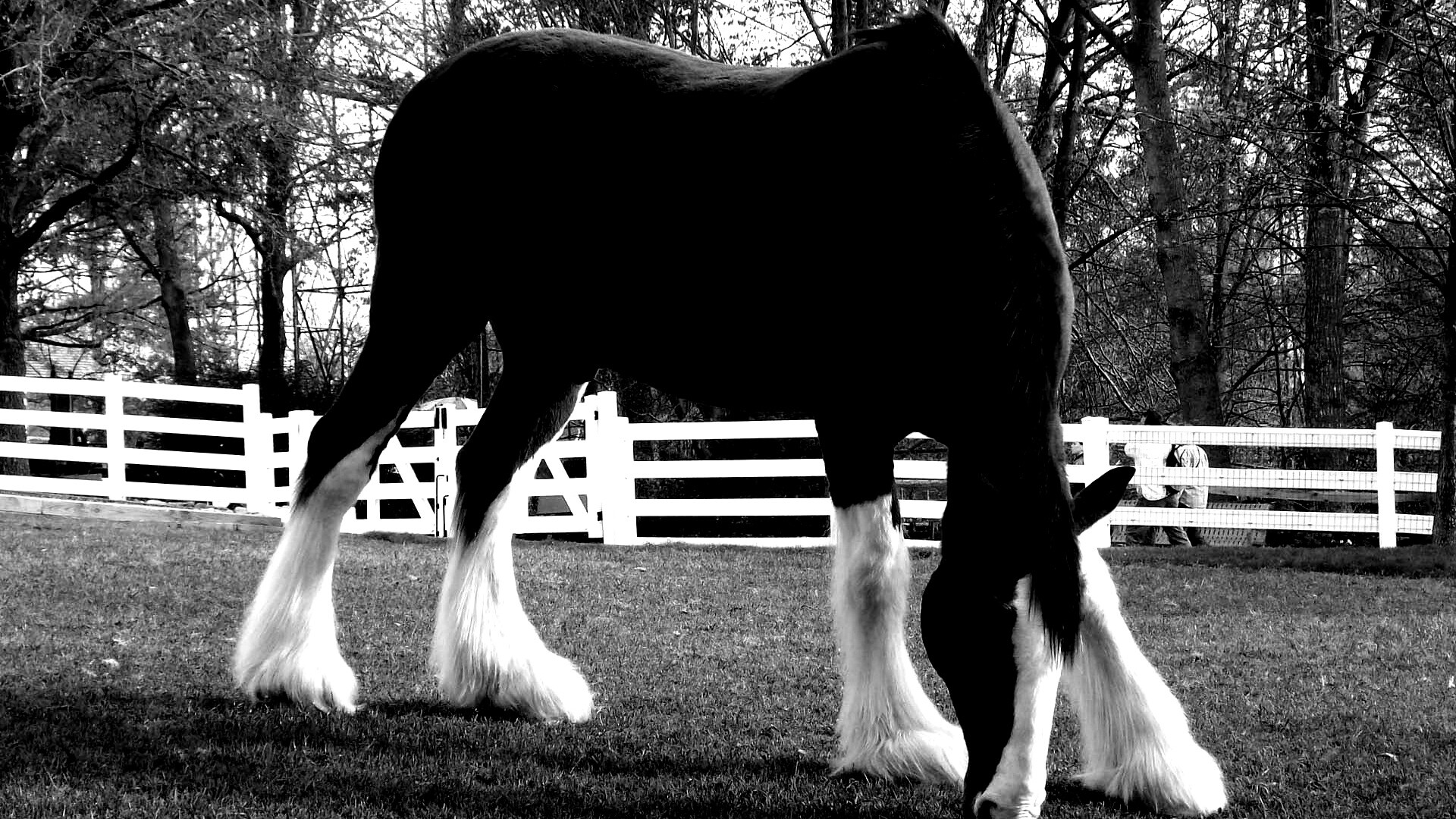 Лошадь с лохматыми ногами обои