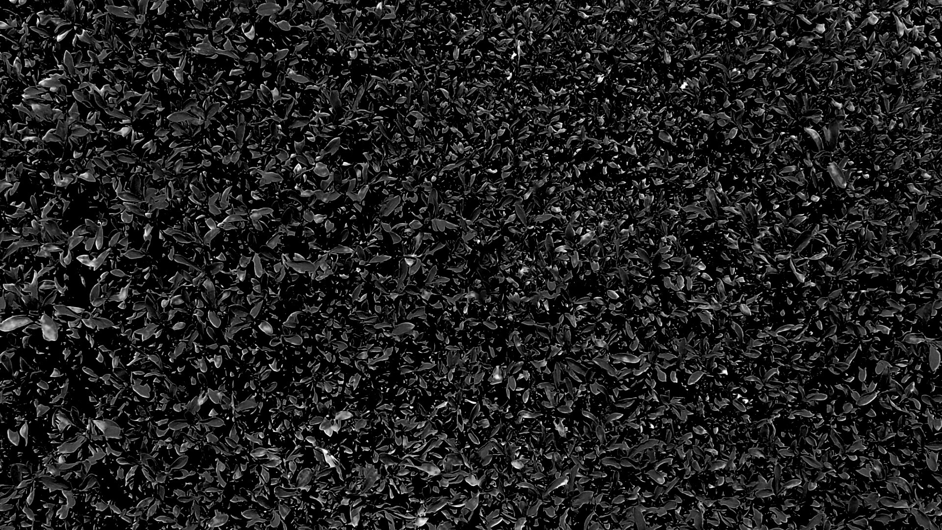 Чайные листья обои