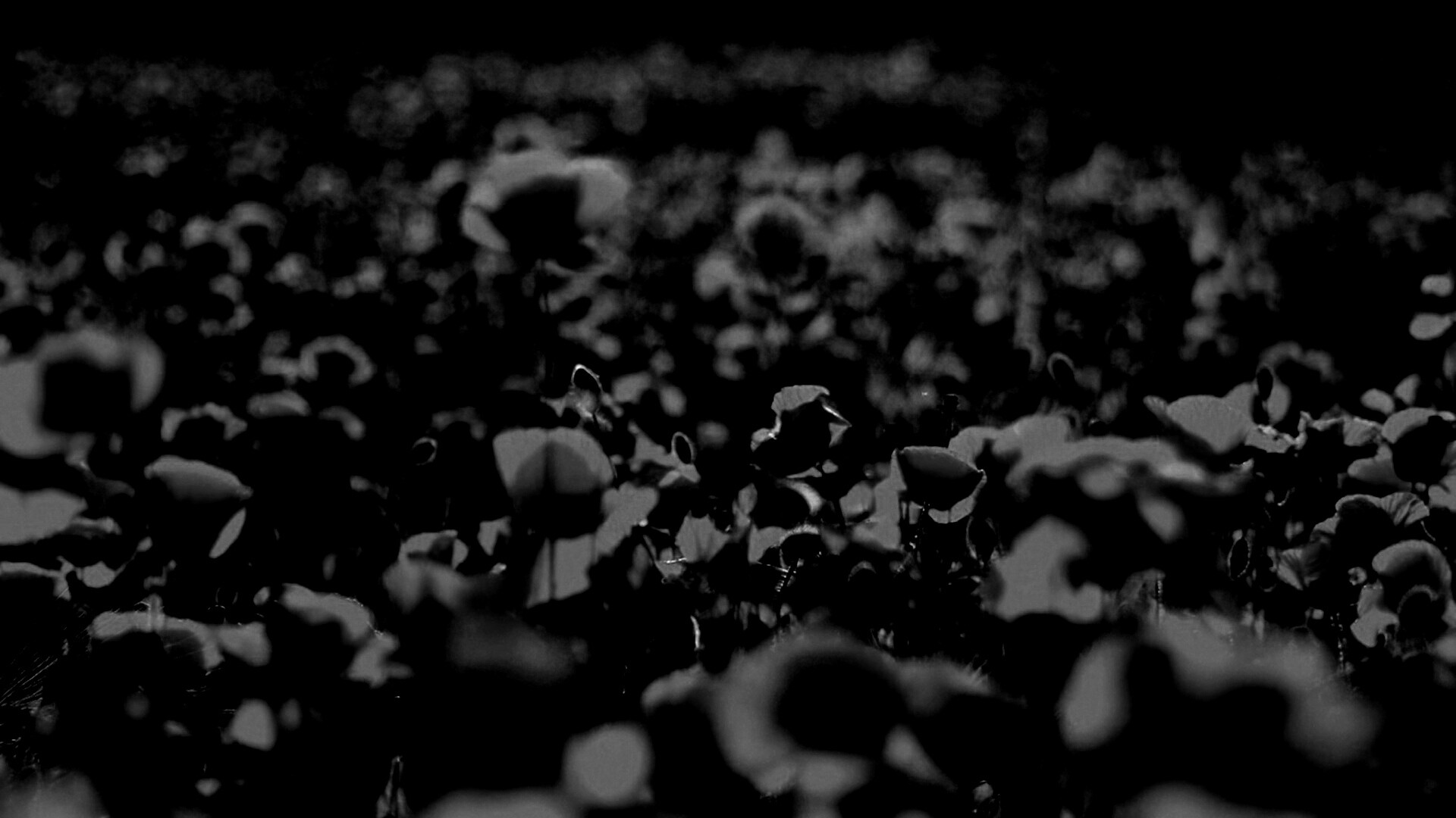 Маки в полях обои