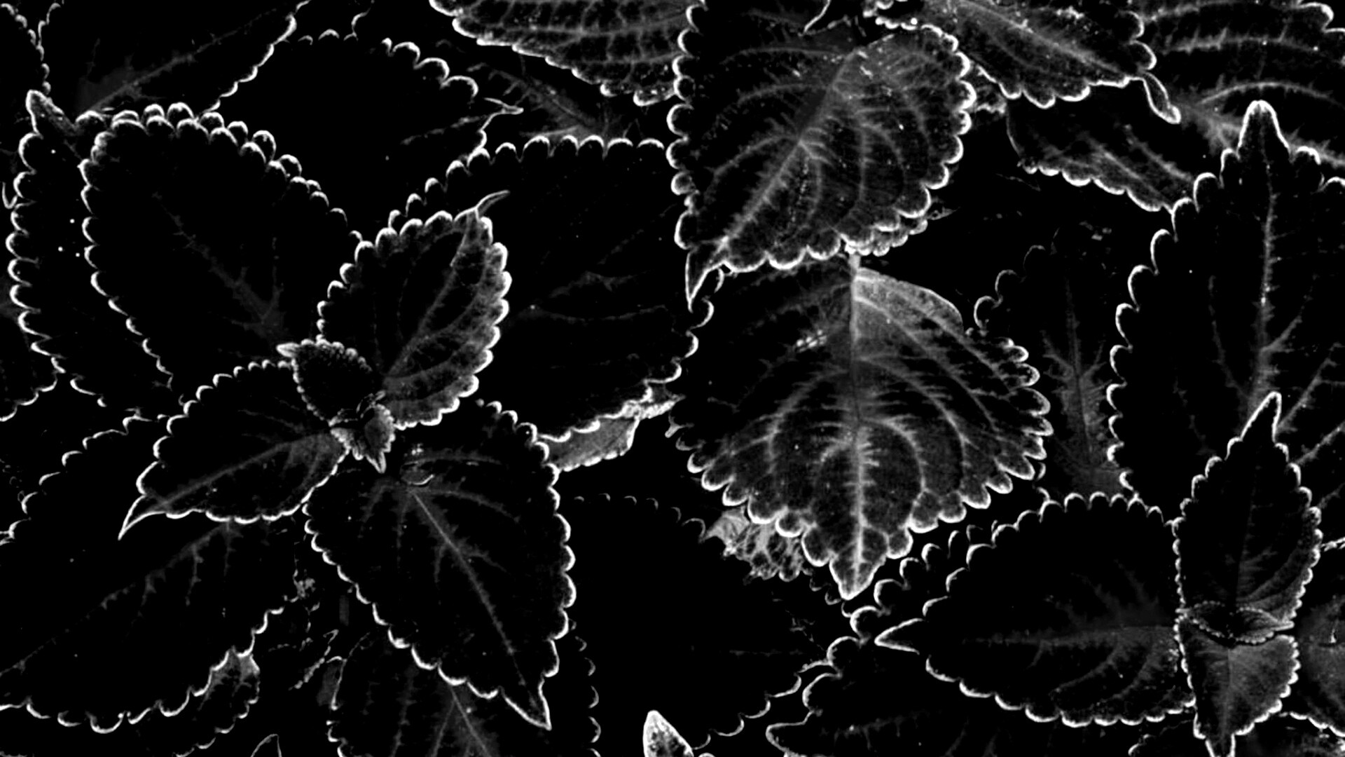 Красные листья обои