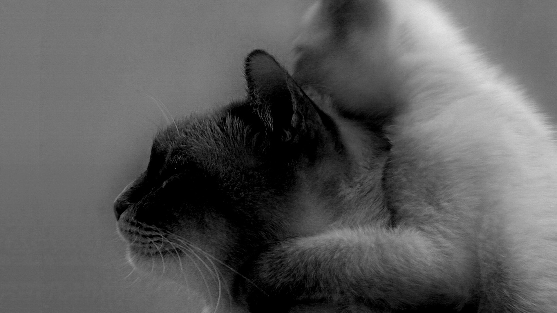 Котёнок обнимает маму обои