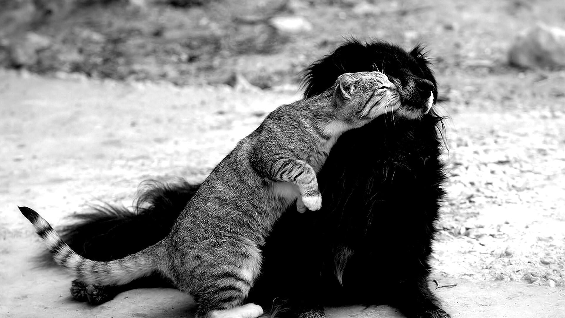 Поцелуй кошки и собаки обои