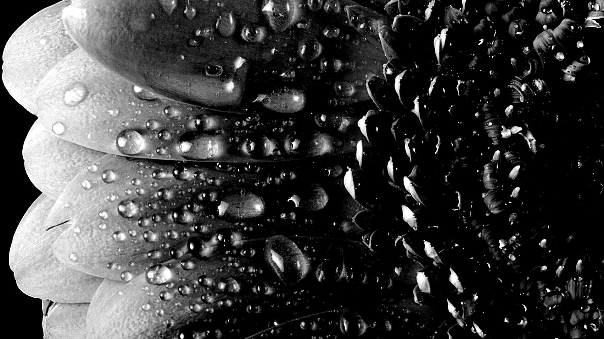 Капли на лепестках гербера обои