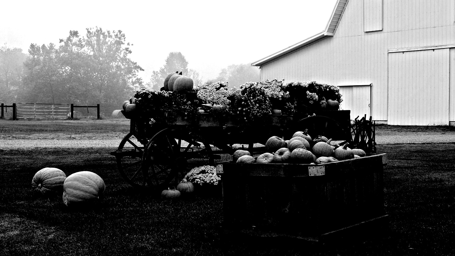 Урожай тыков обои