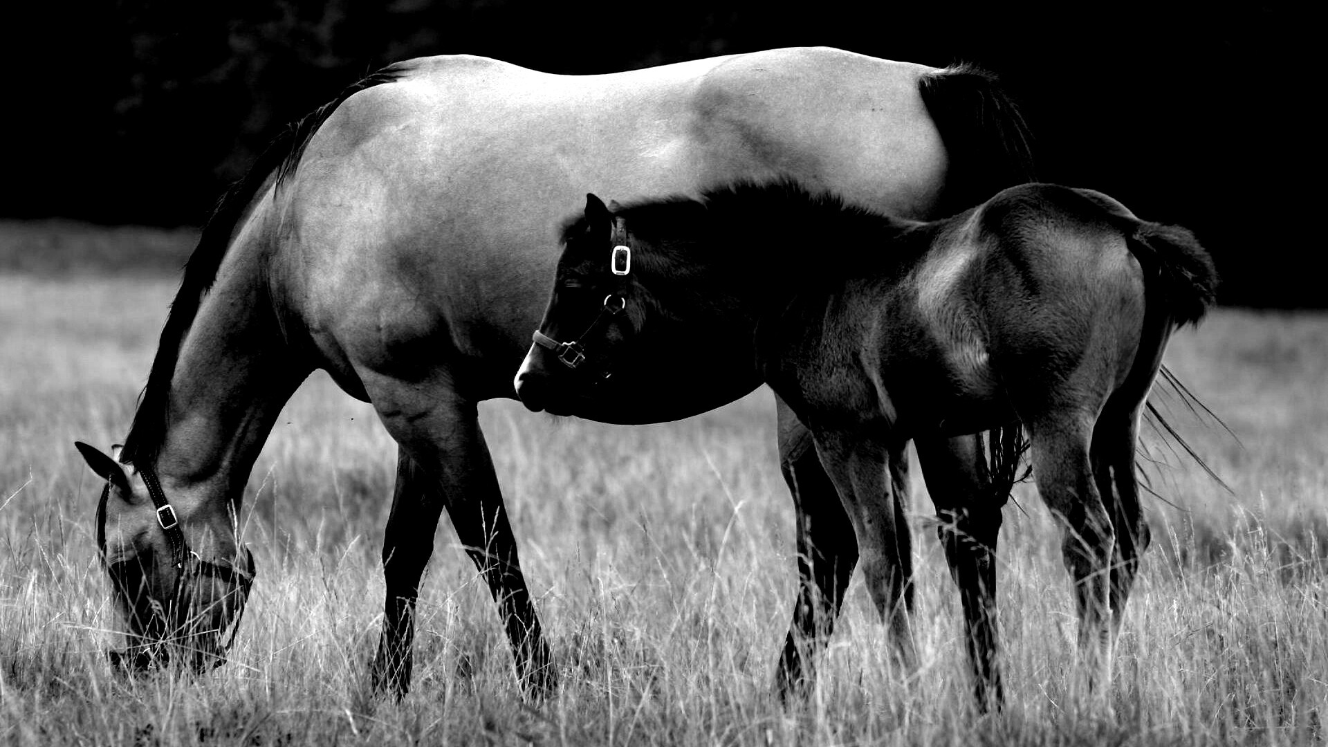 Жеребенок и беременная кобыла обои
