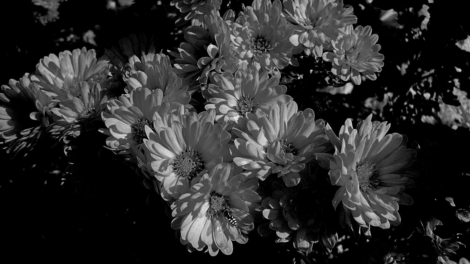 Оса на желтых герберах обои