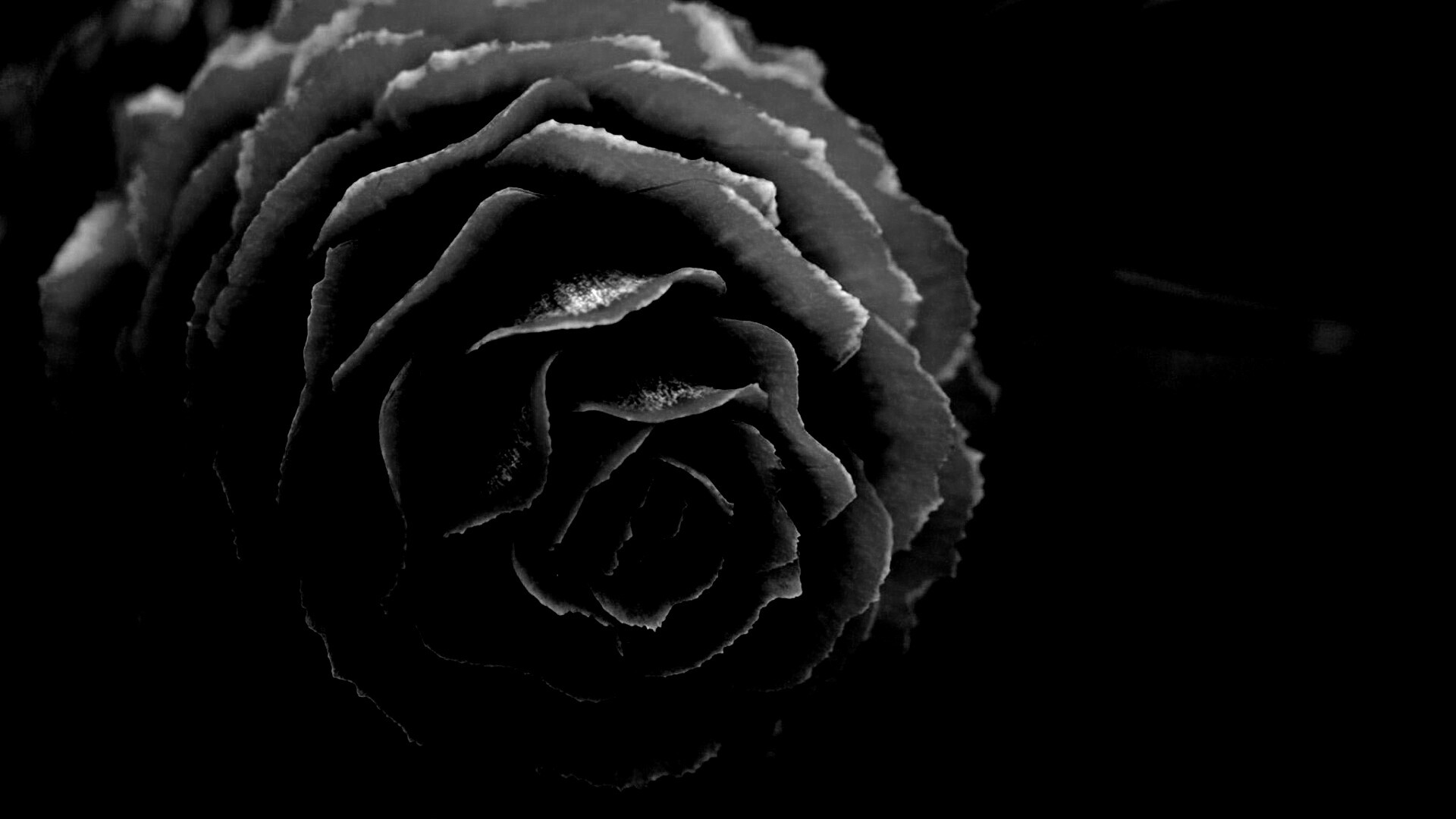 Молодая шишка обои