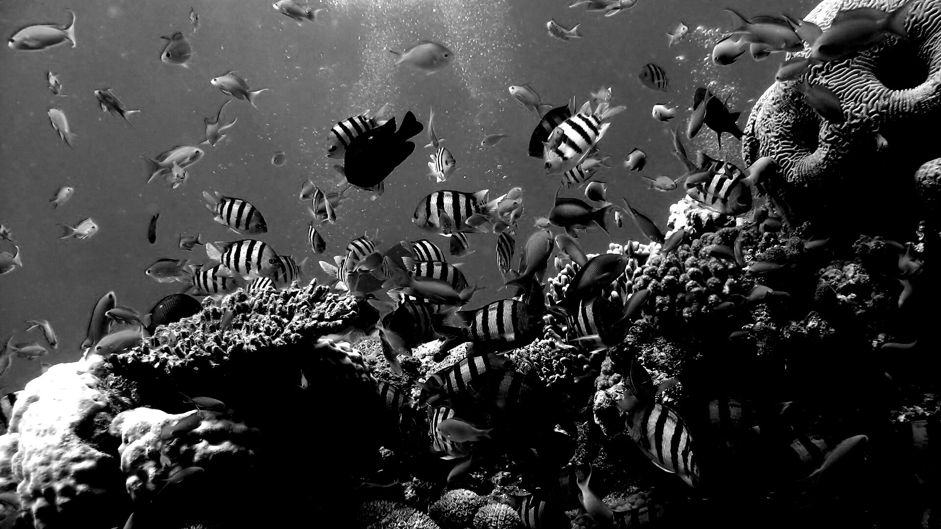 Жизнь в корраловом рифе обои