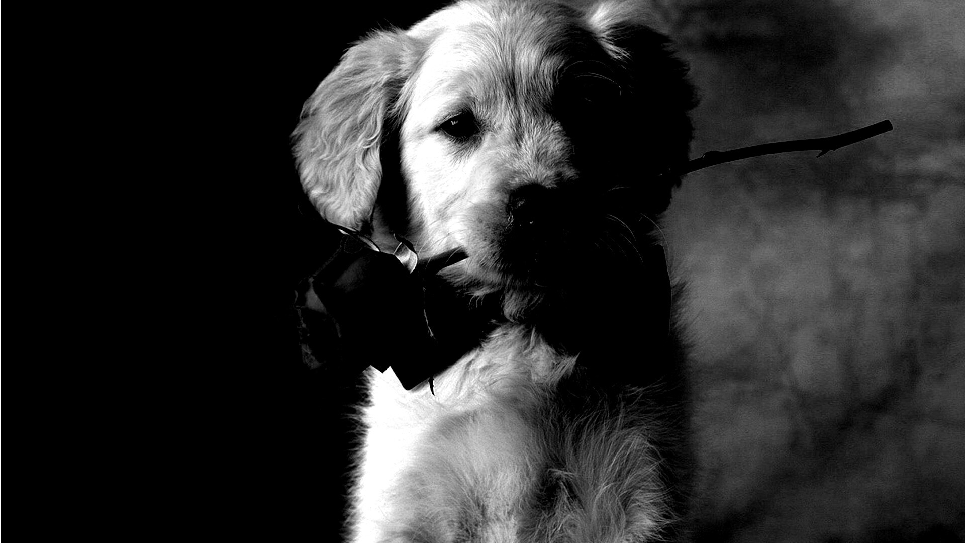 Щенок с розой в зубах обои