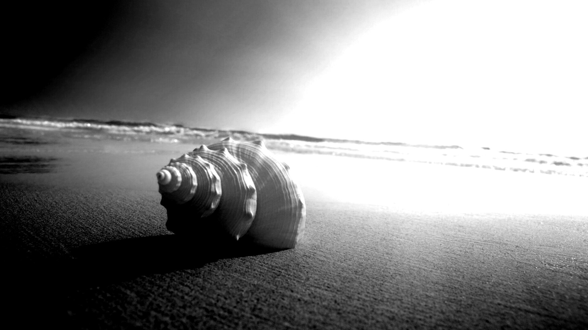 Золотистая ракушка обои