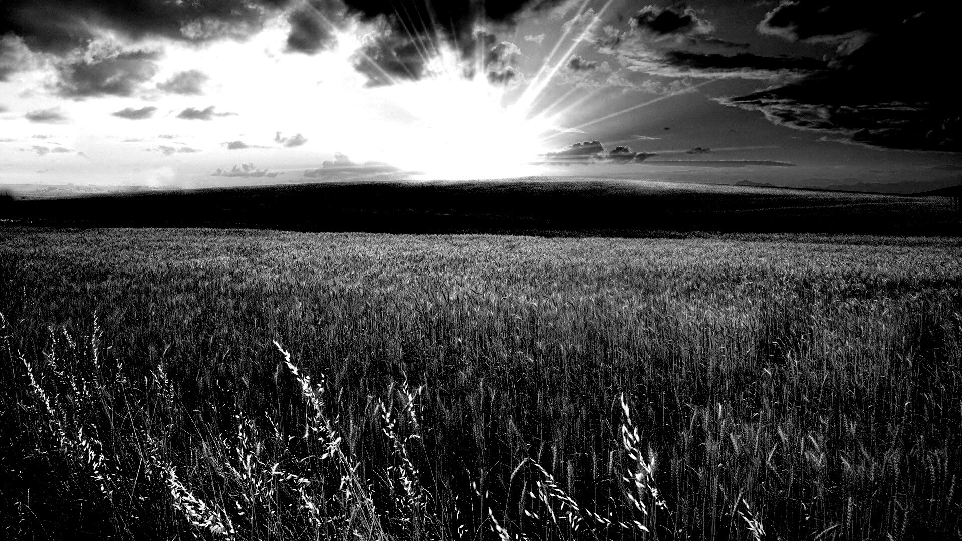 Восход над пшеничным полем обои