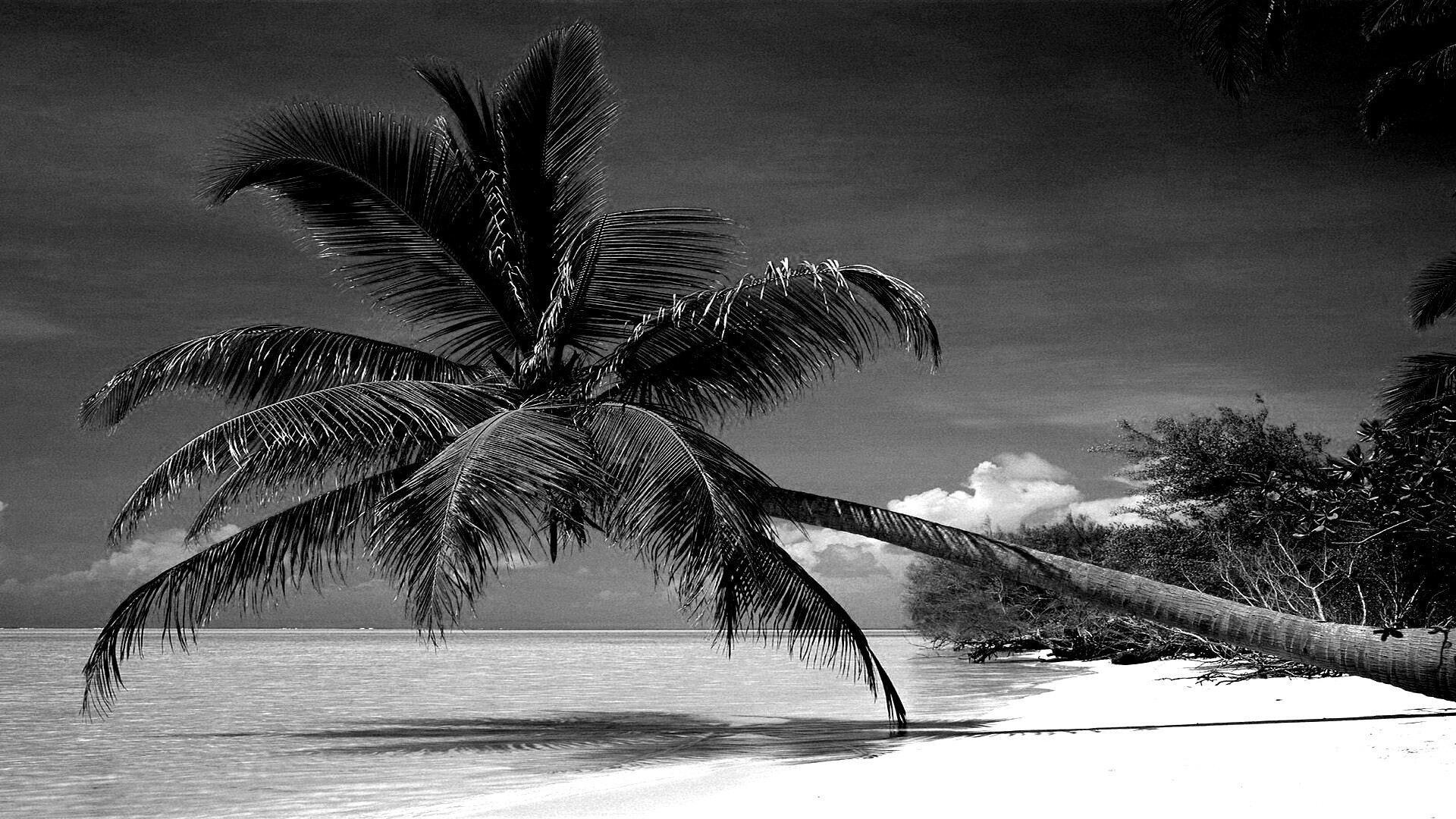 Пальма над водой обои