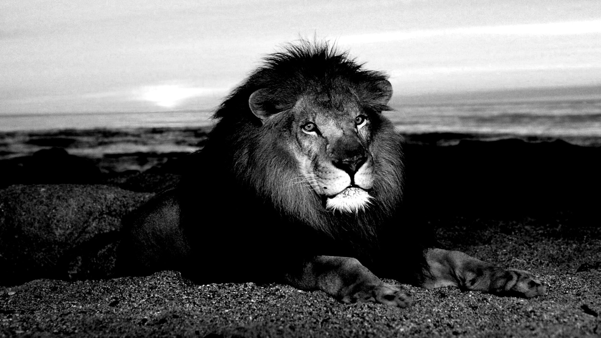 Лев на берегу океана обои