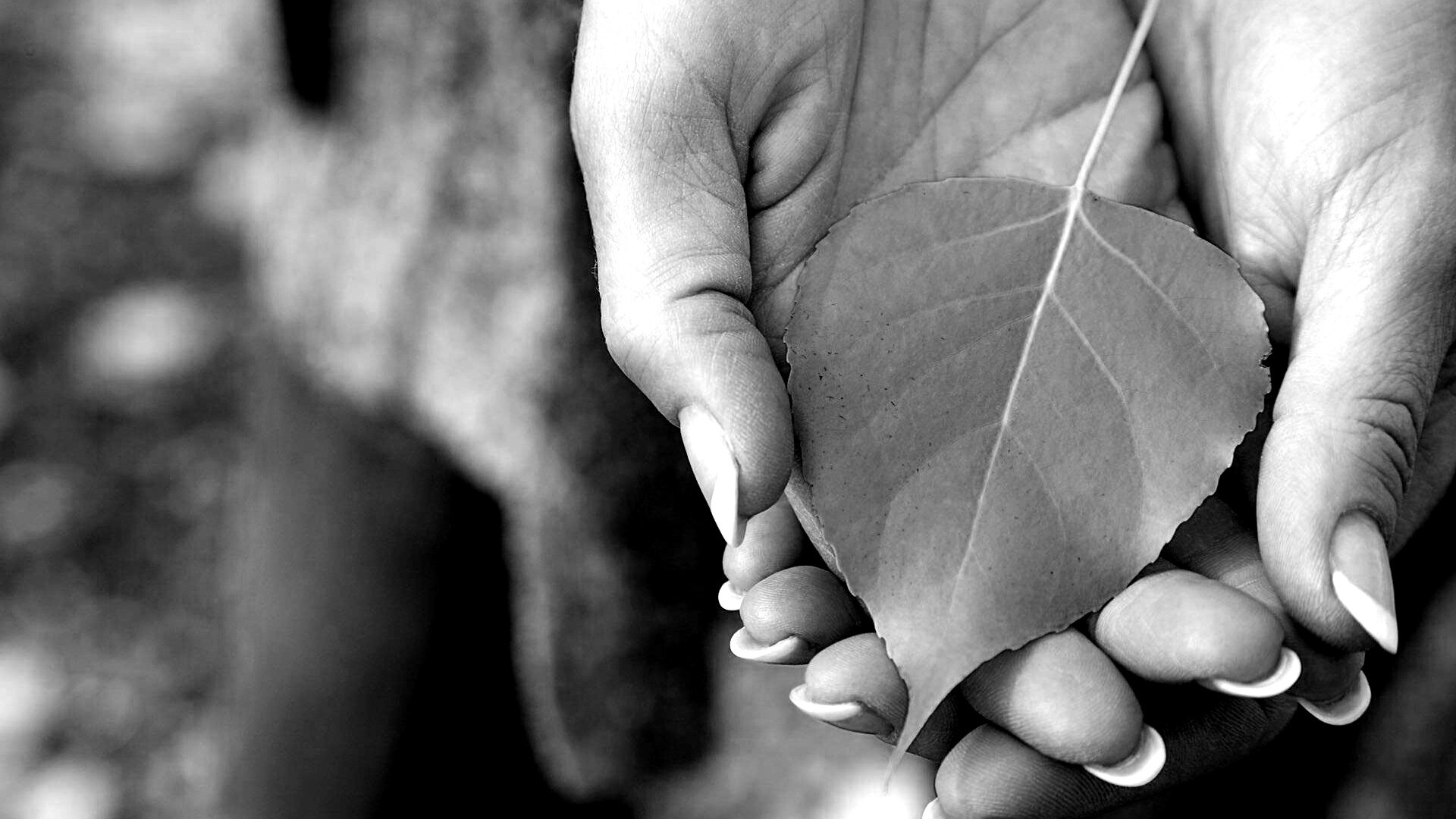 Осенний лист в руках обои