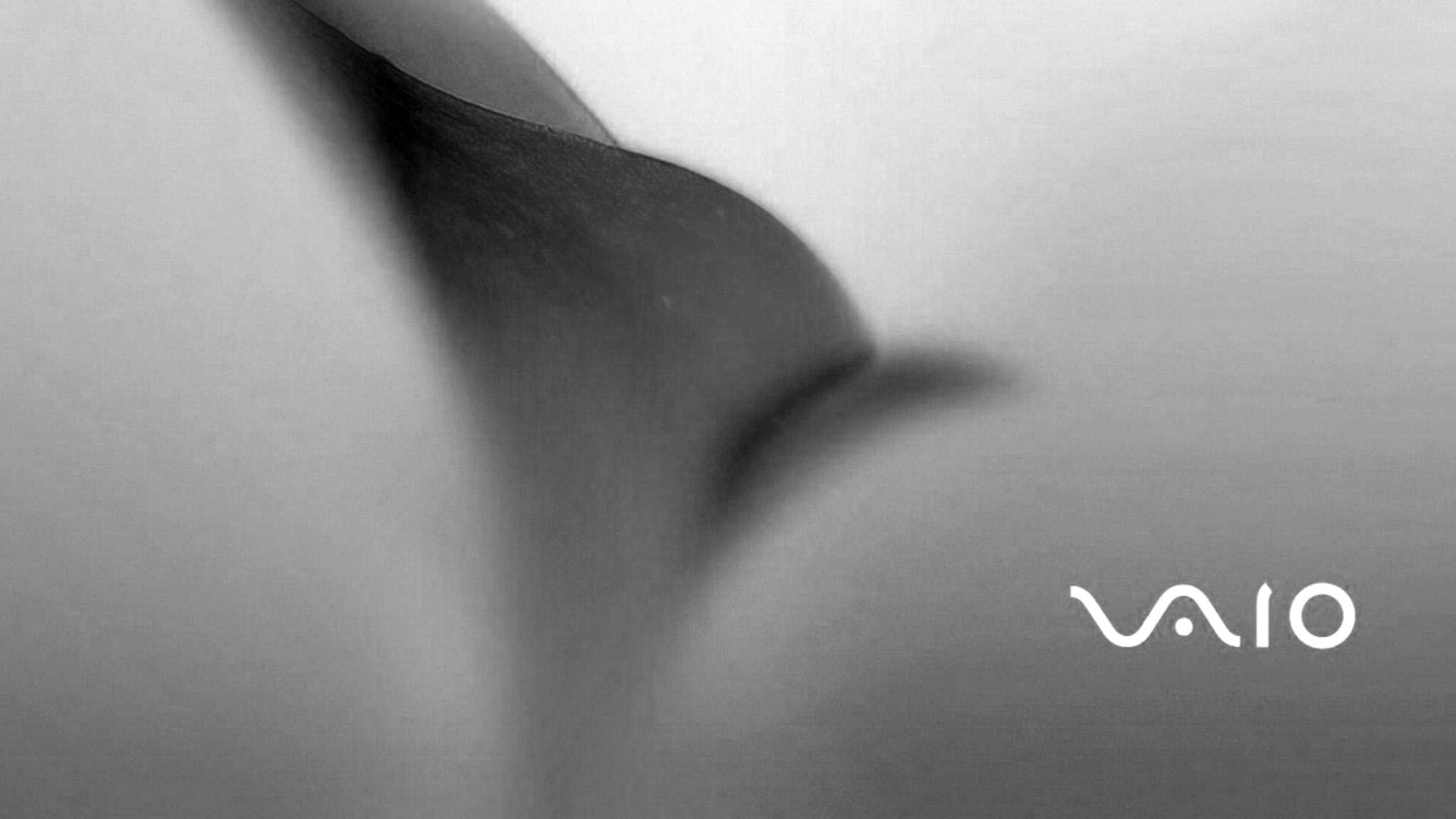 Цветок и логотип Vaio обои