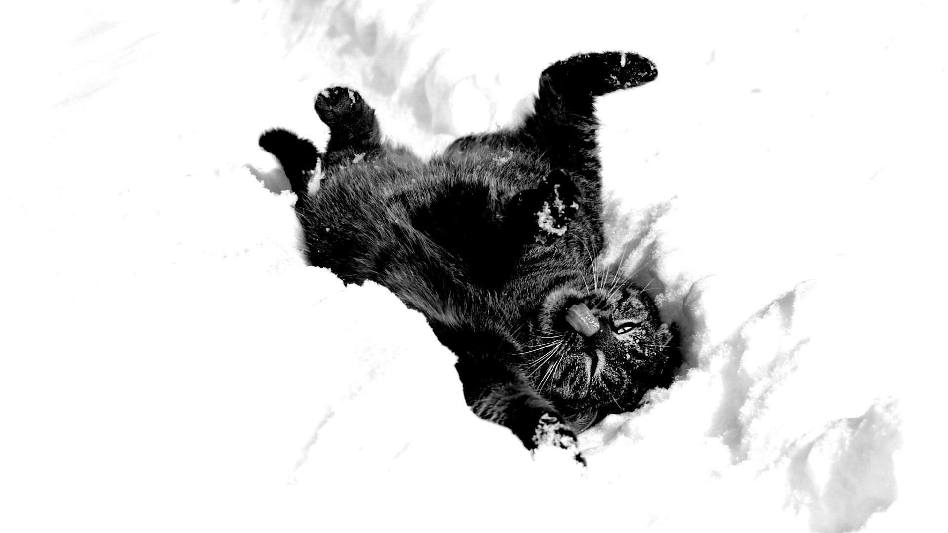 Кот валяется в снегу обои