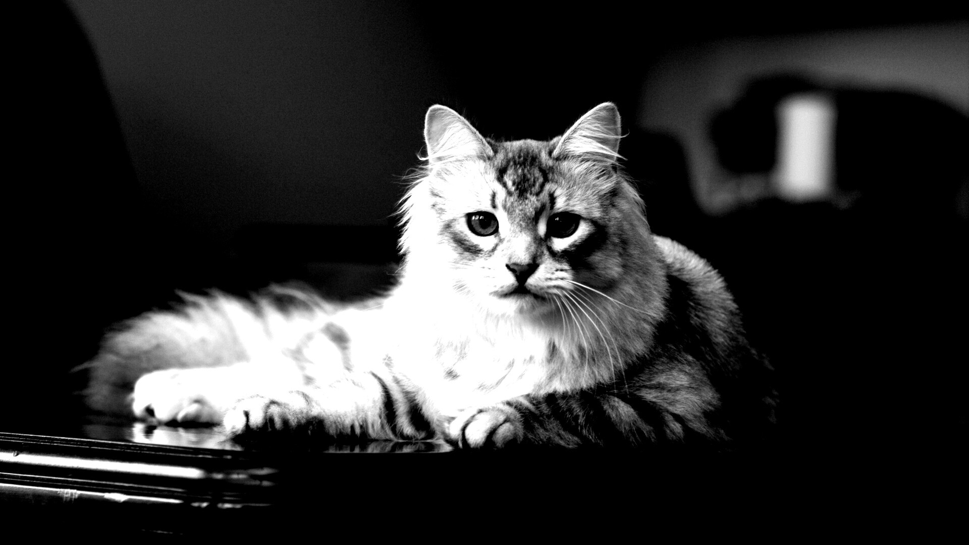 Кот благородных кровей обои