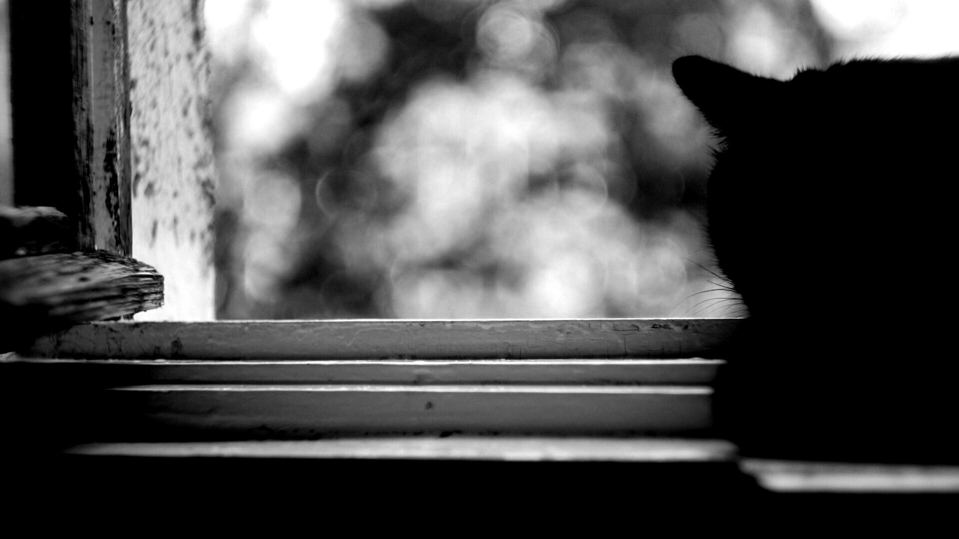 Дремлющий на окне черный кот обои