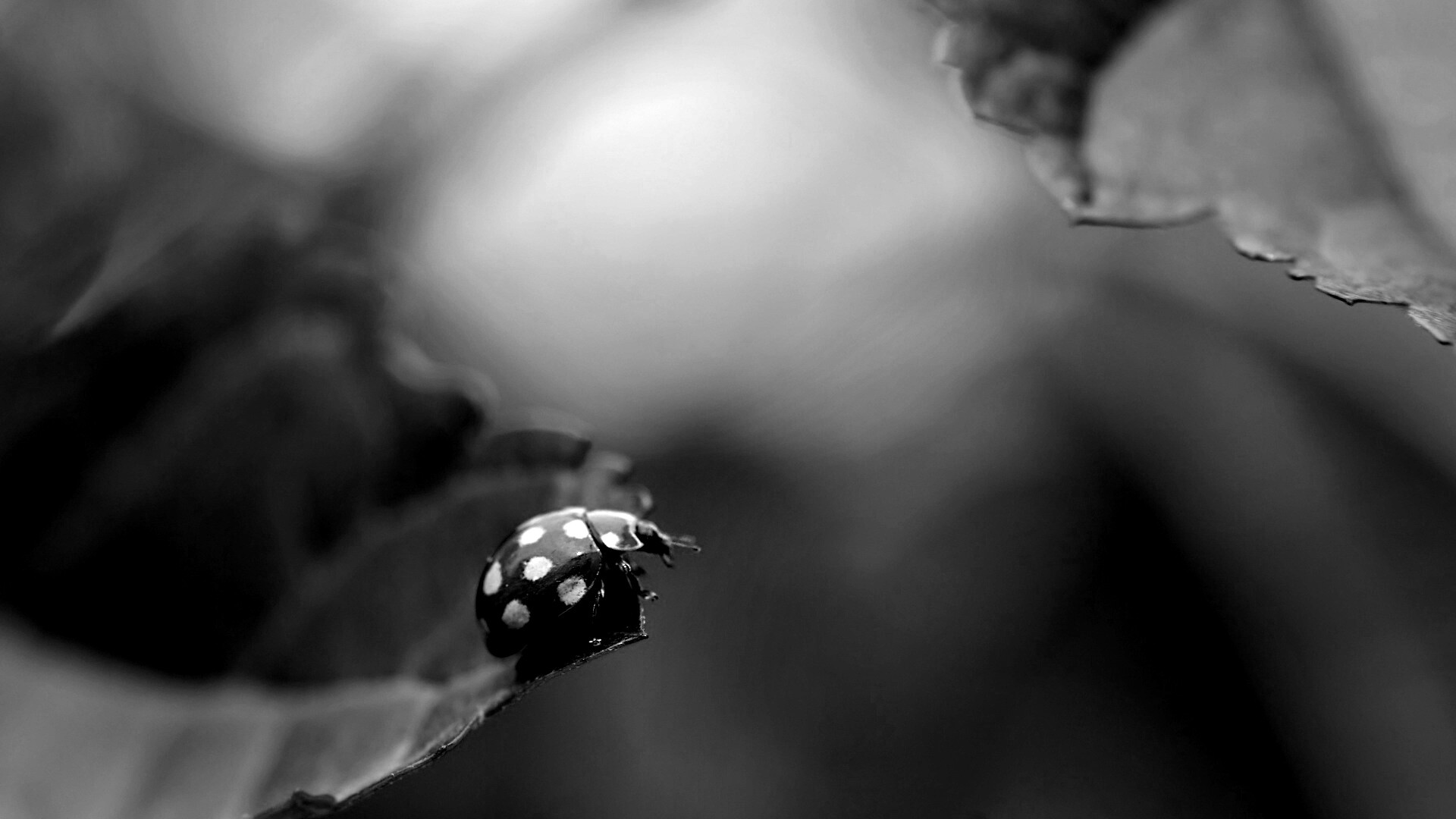 Божья коровка обои