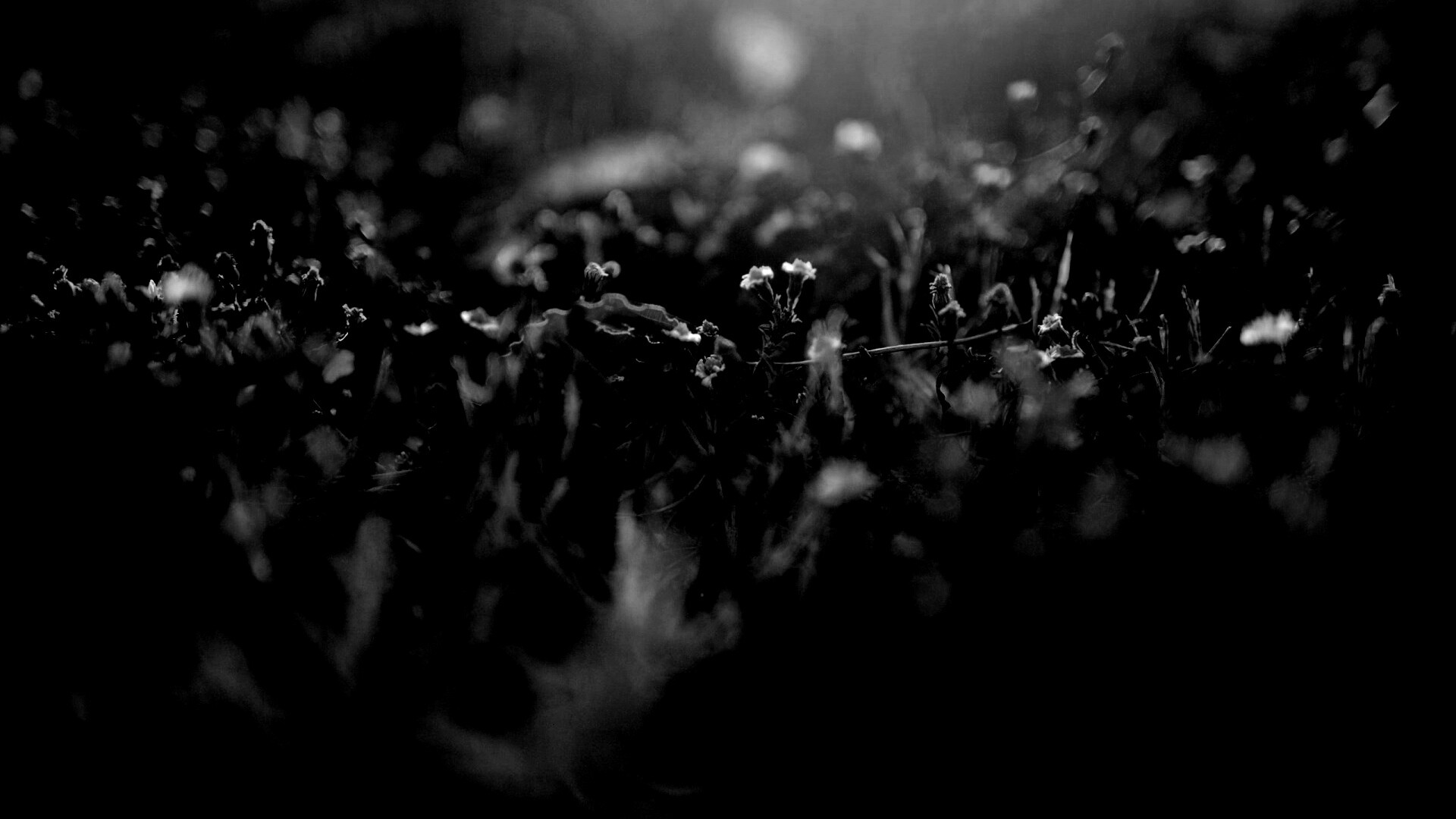 Полевые цветы в закатном солнце обои