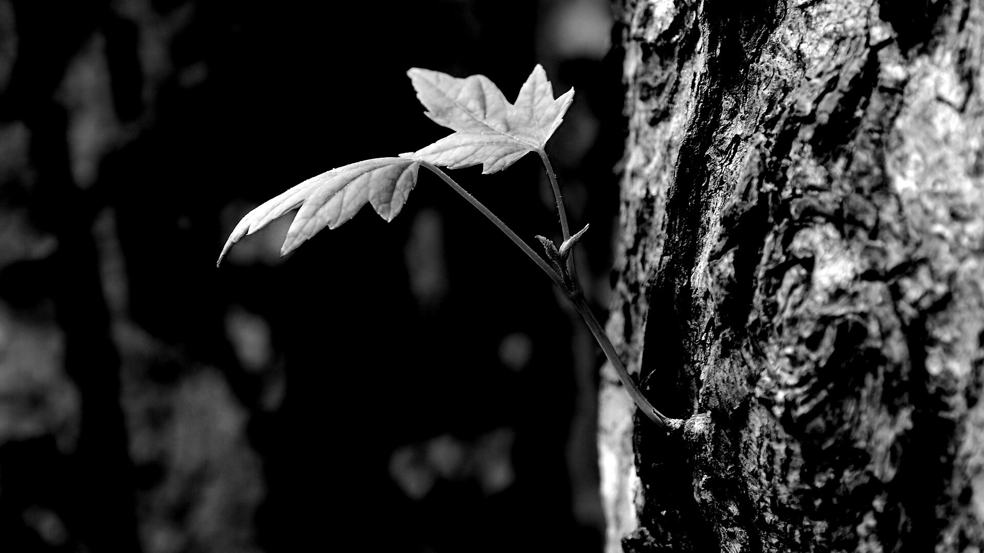 Молодой листик обои