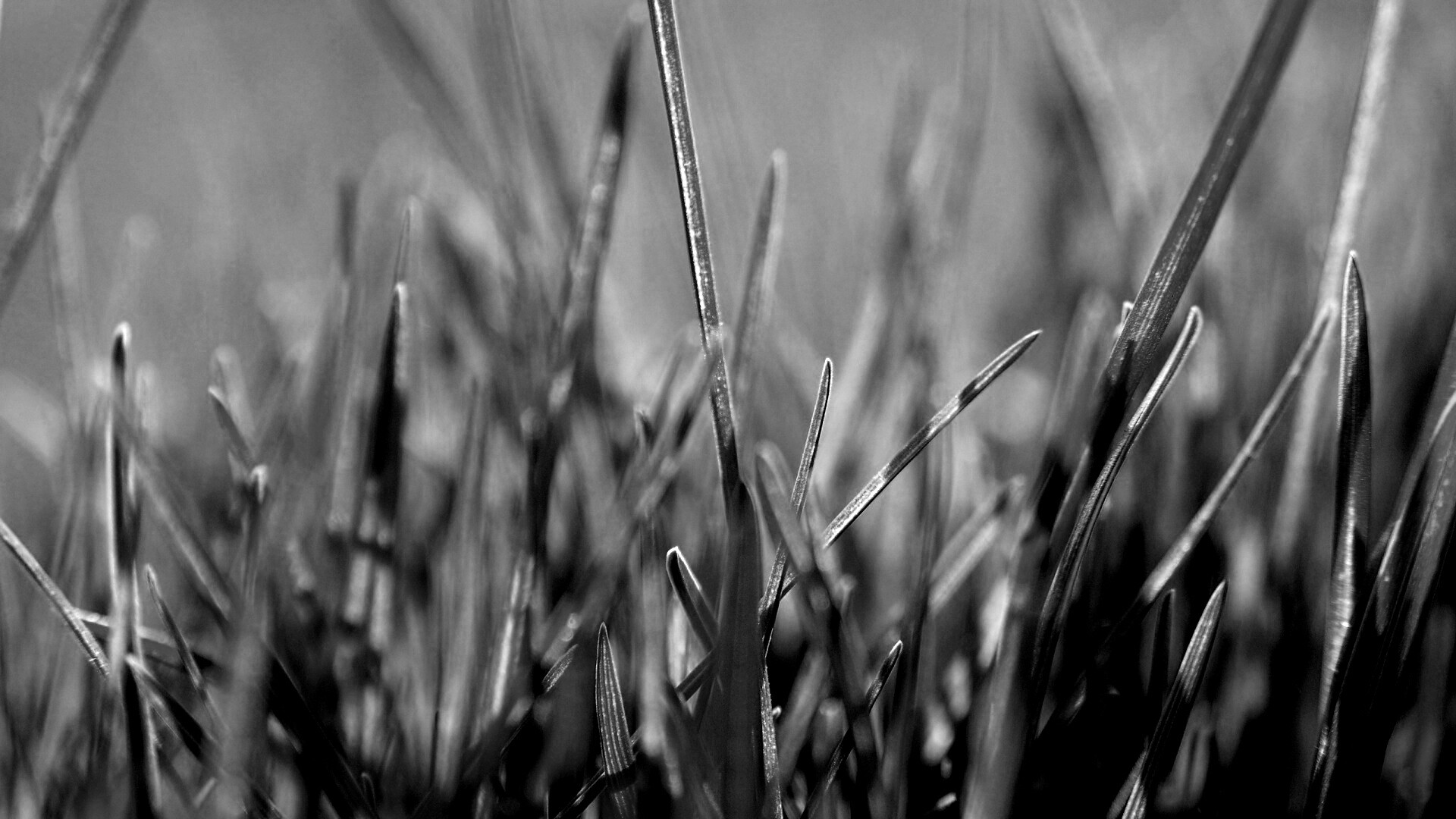 Ярко зеленая трава обои