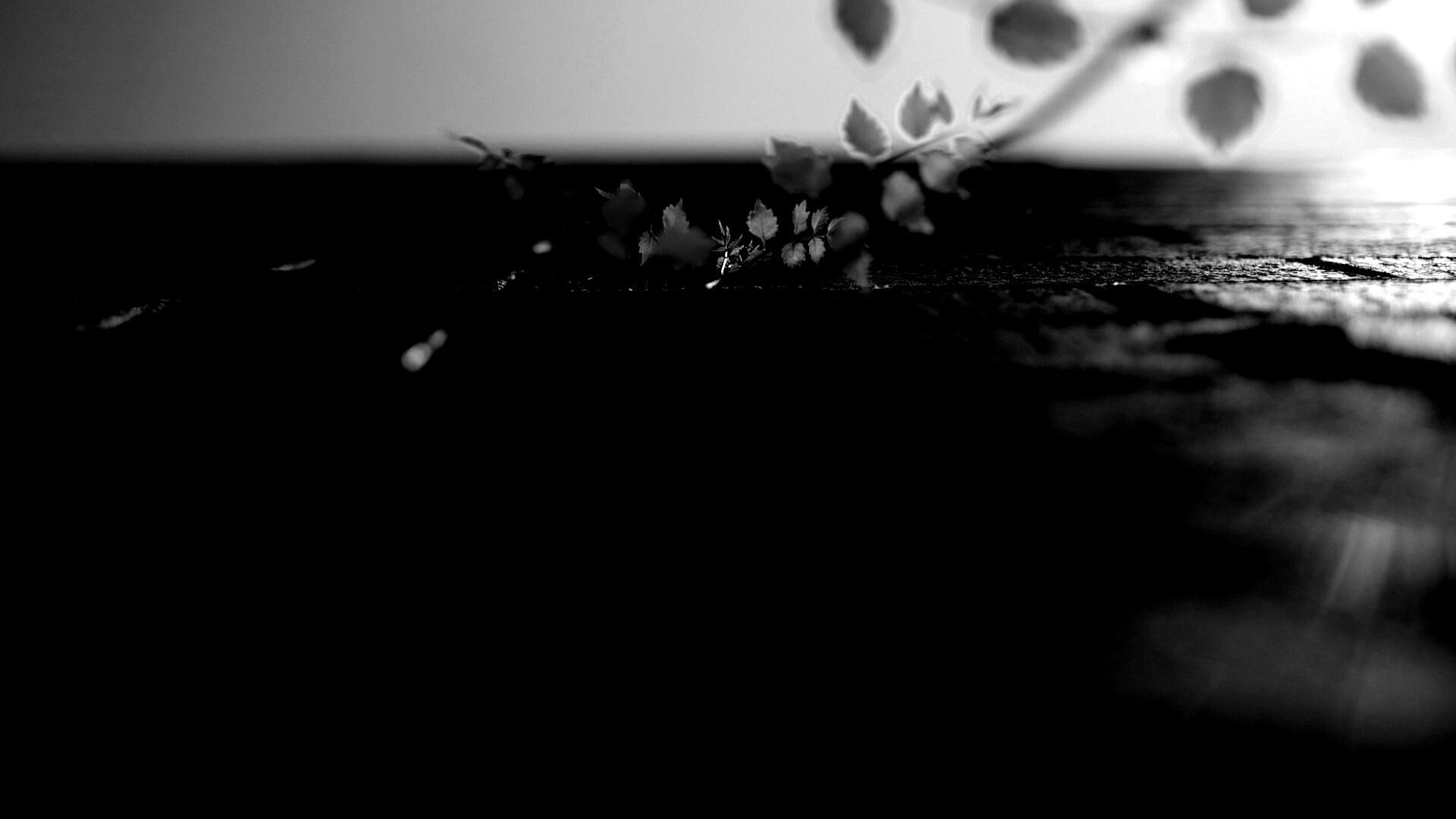 Зеленые ростки в стене обои