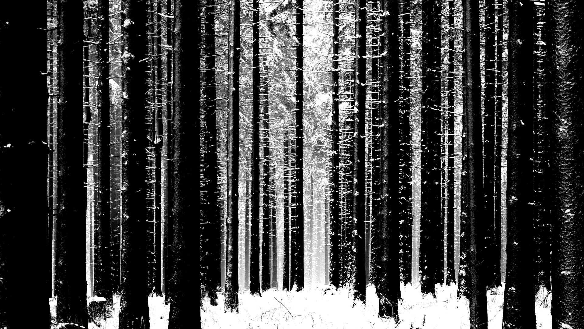 Зимний лес как штрихкод обои