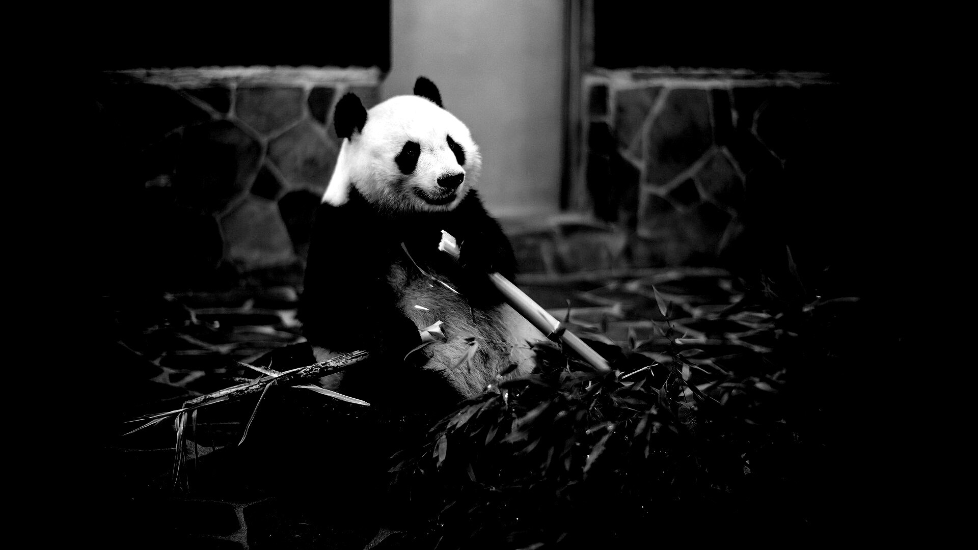 Панда точит бамбук обои