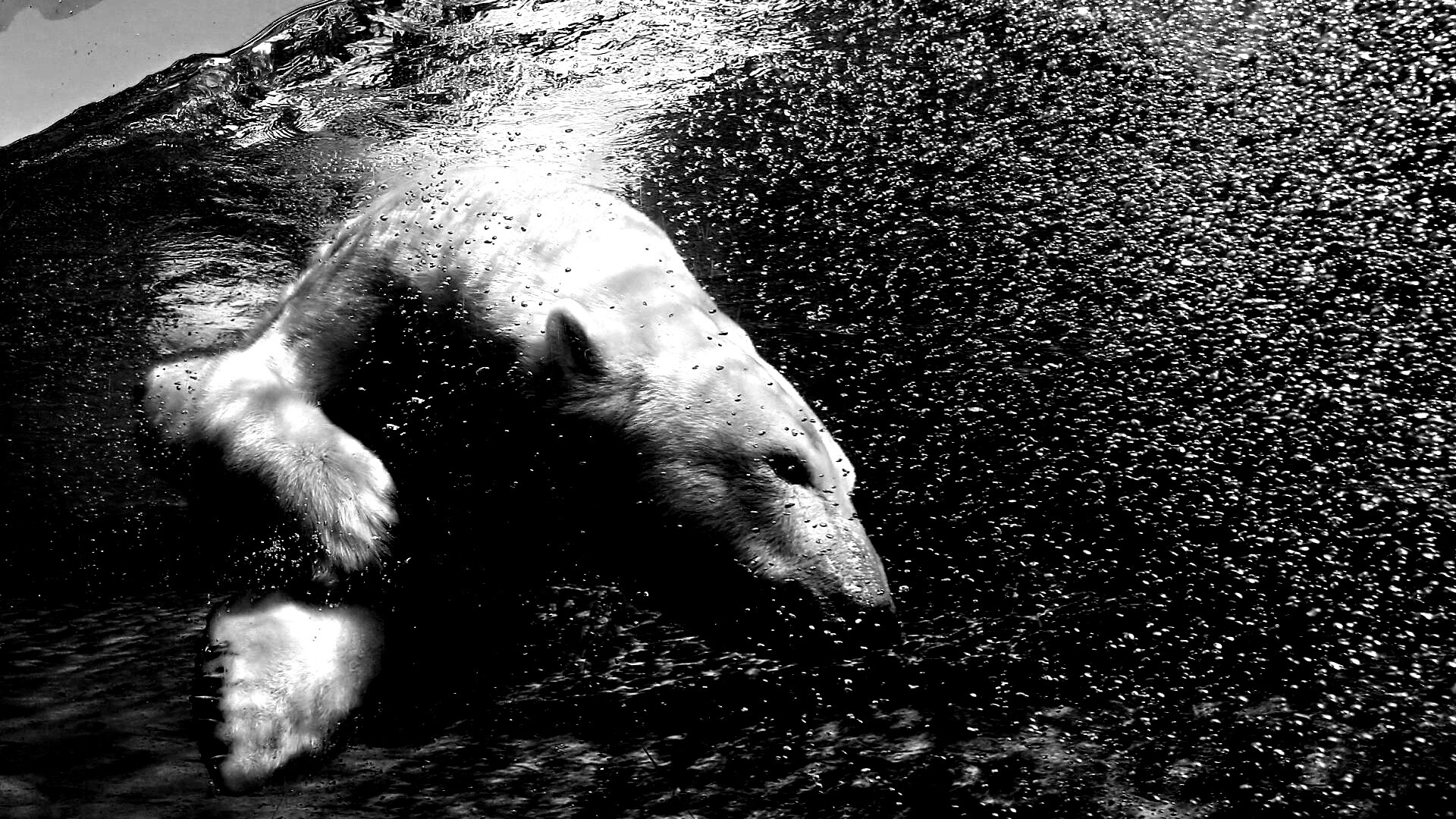 Нырнувший белый медведь обои