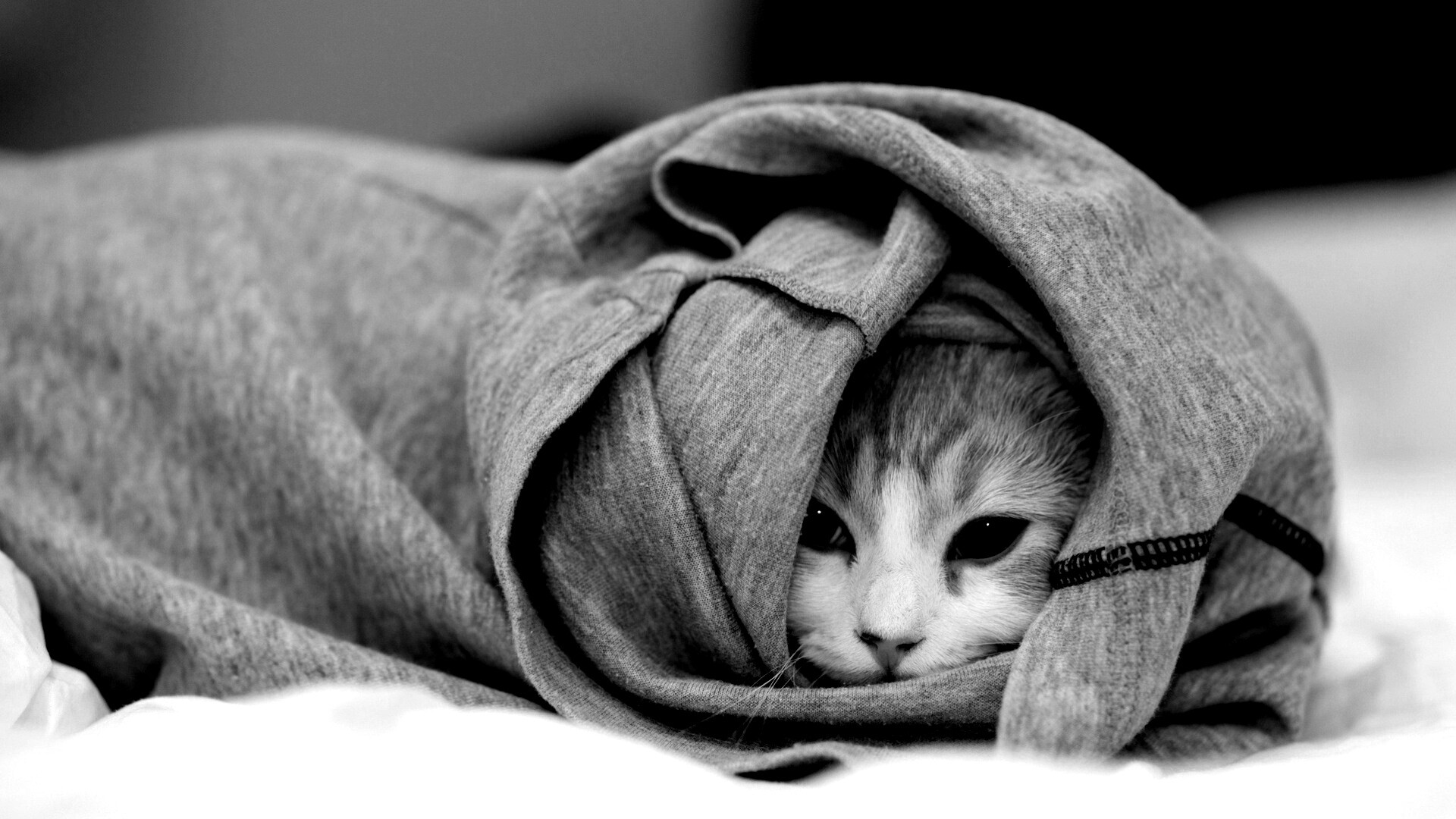 Закутавшийся в футболку кот обои