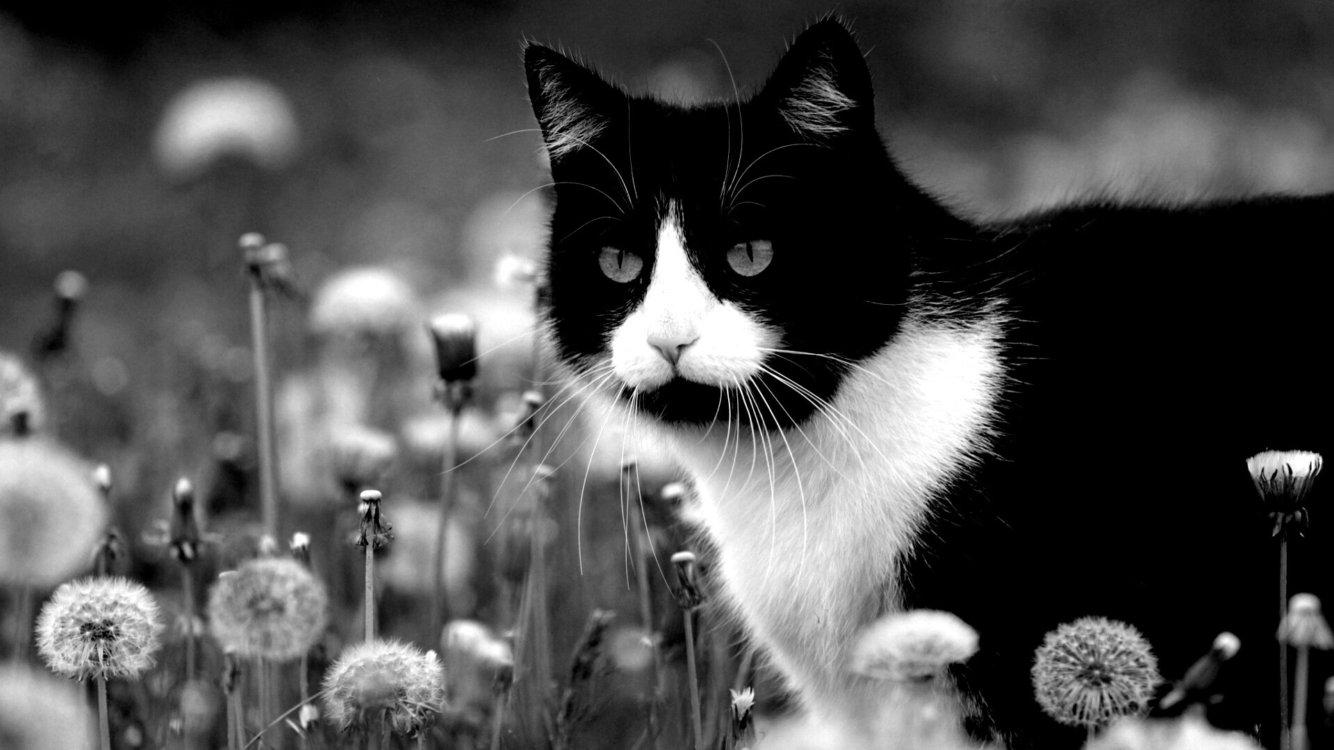 Кот в одуванчиках обои