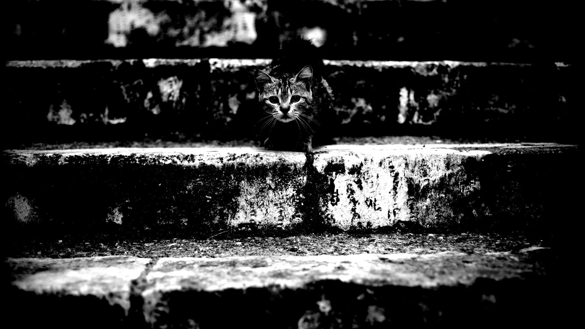 Растрепанная кошка на ступеньках лестницы обои